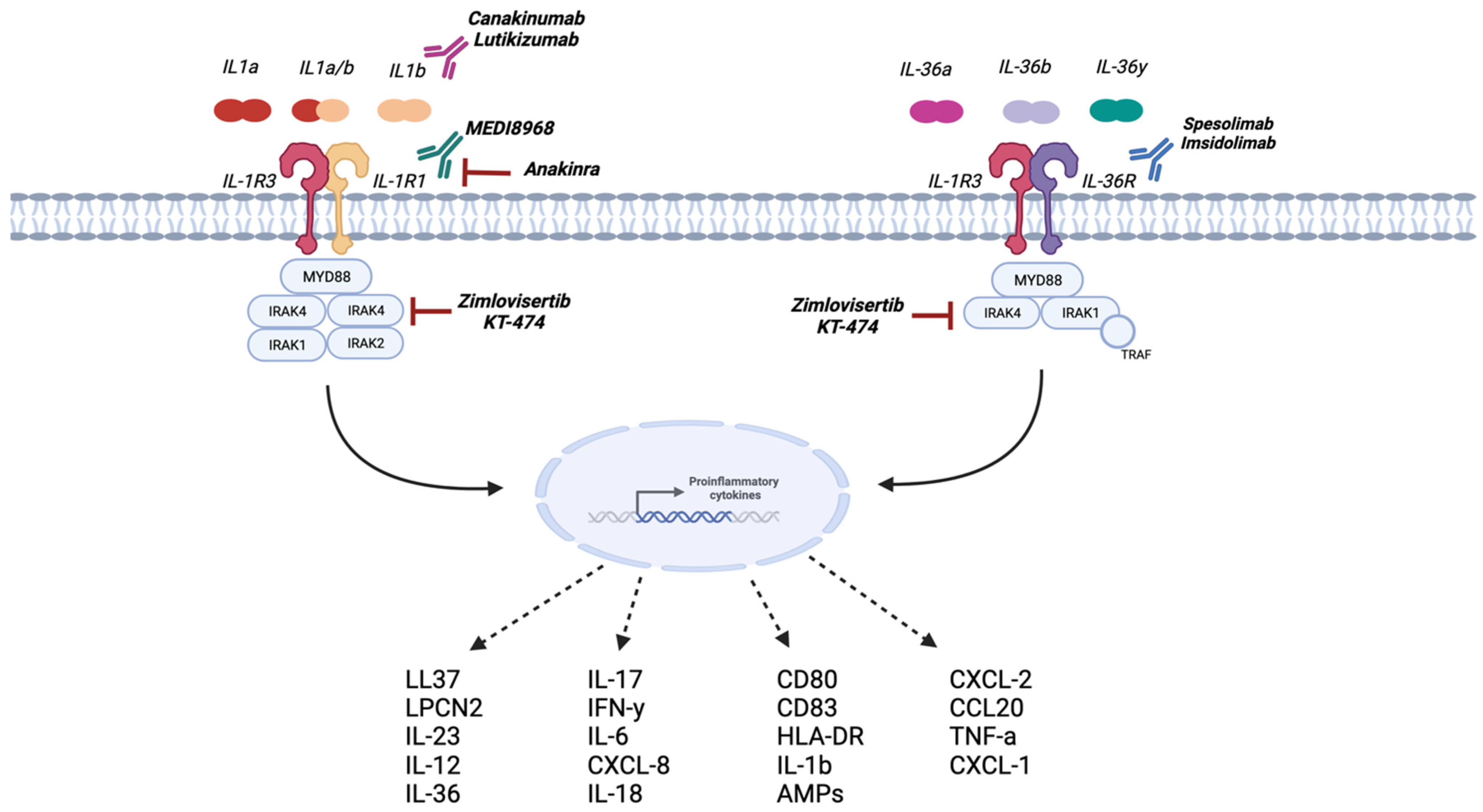 Biomolecules | Free Full-Text | Therapeutic Potential of IL-1 ...