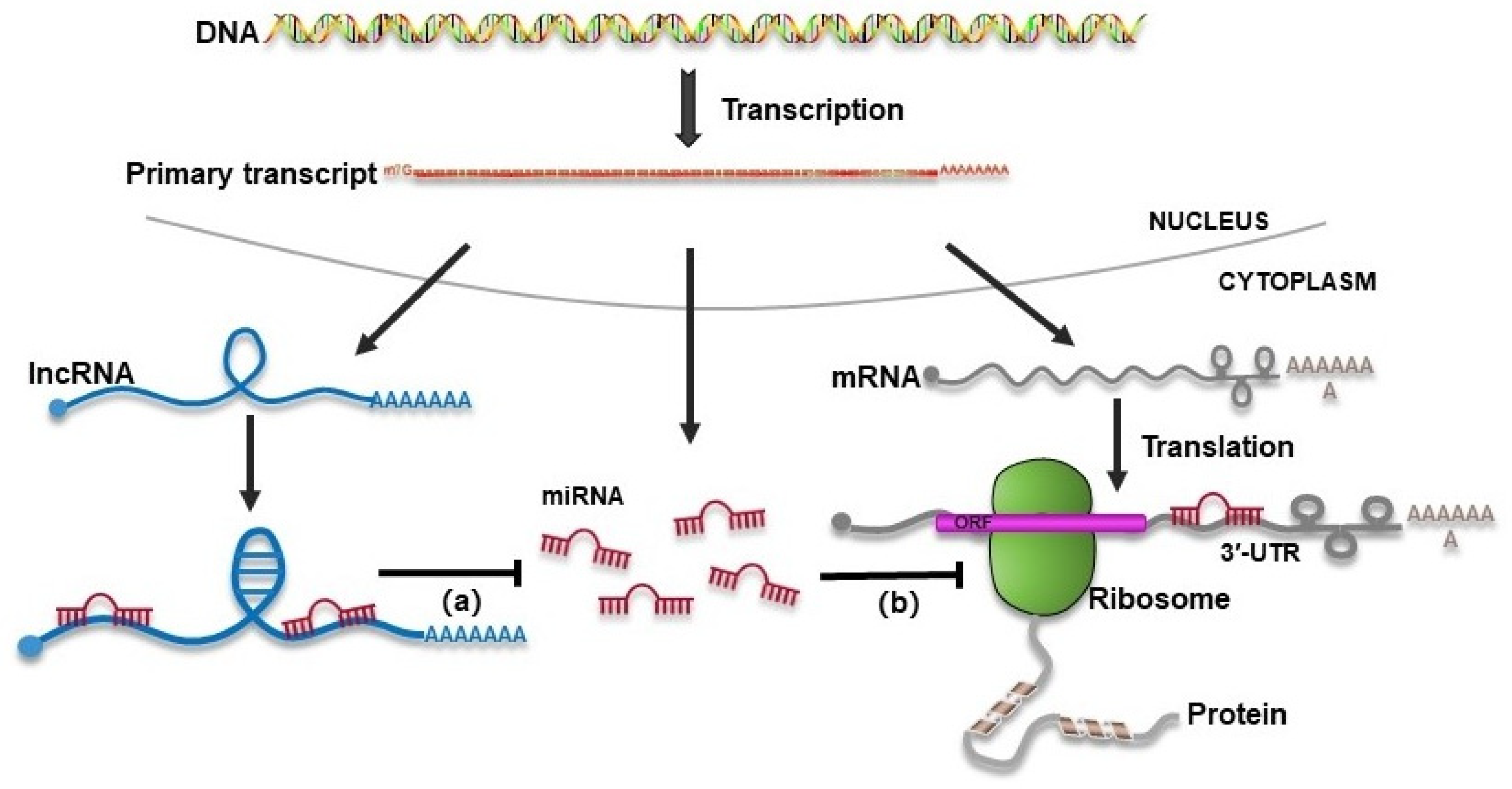 Biomolecules 14 00213 g001