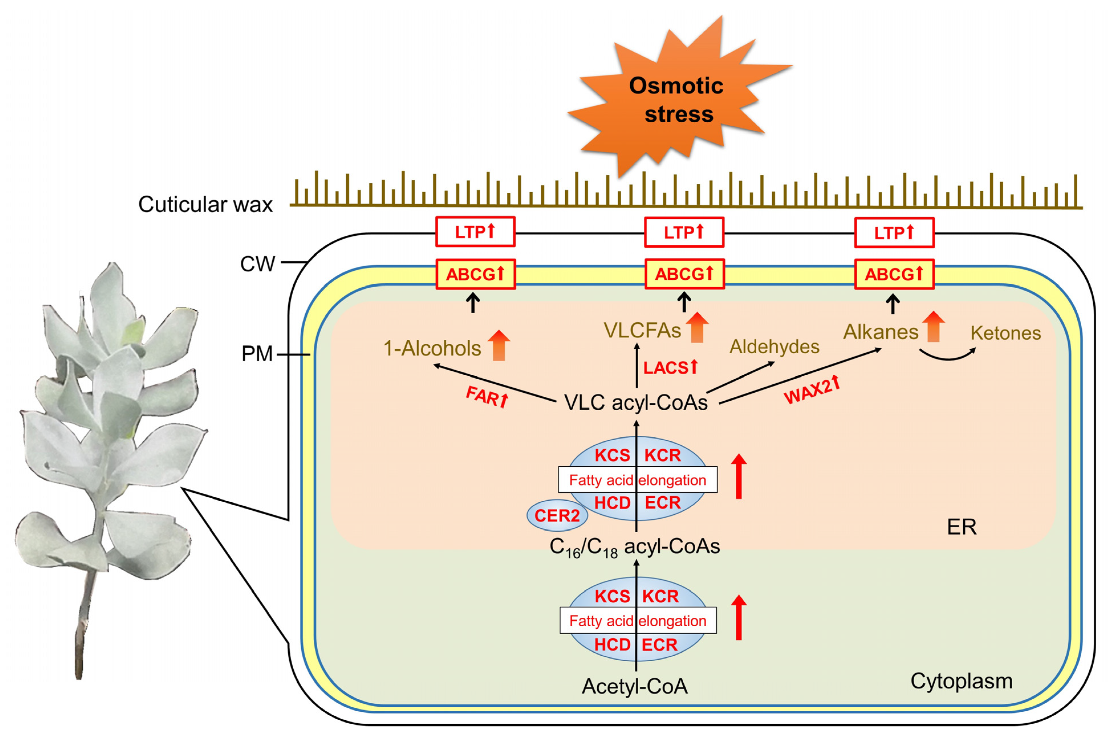 Biomolecules 14 00227 g007 Biomolecules 14 00227 g007
