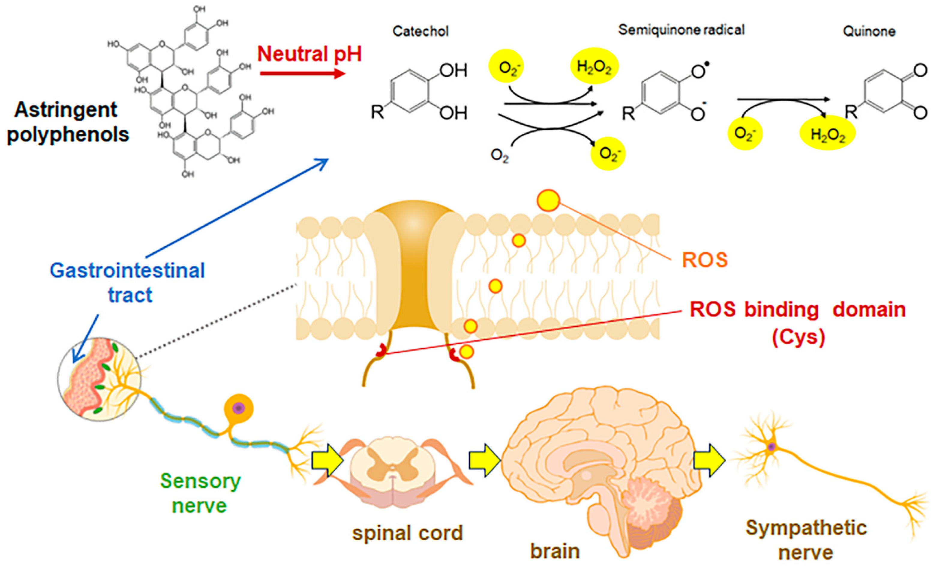 Biomolecules 14 00234 g003 Biomolecules 14 00234 g003