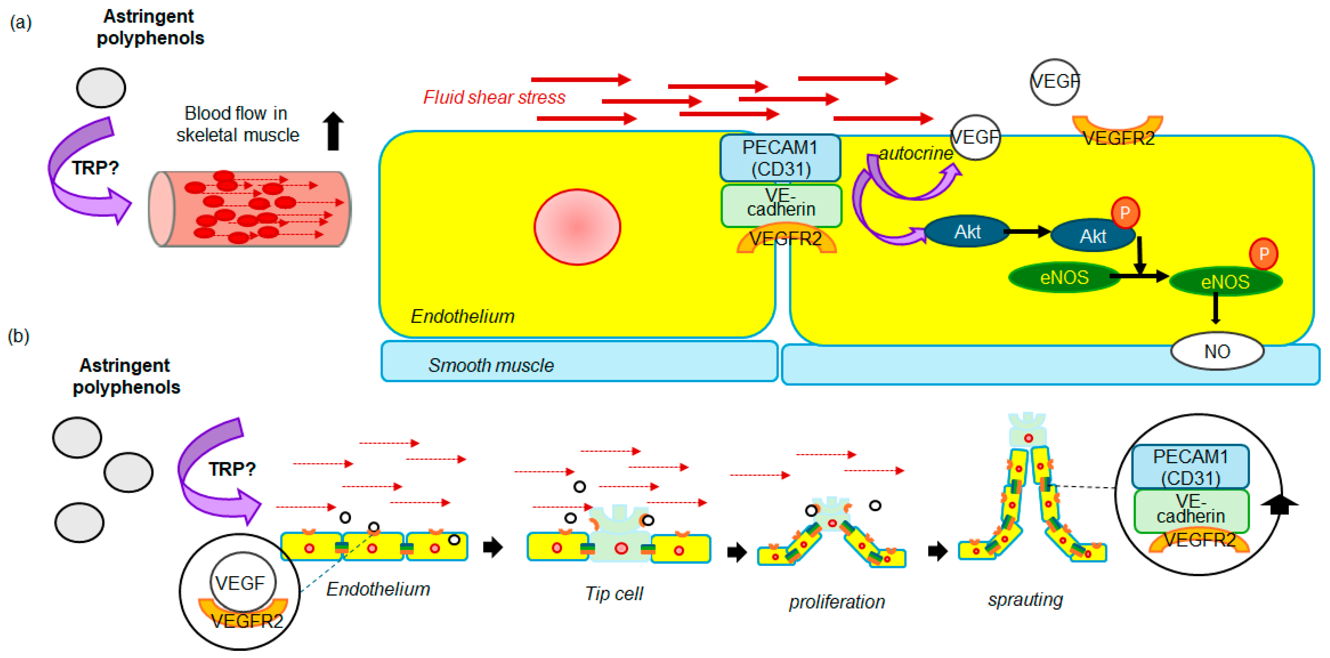 Biomolecules 14 00234 g004 Biomolecules 14 00234 g004