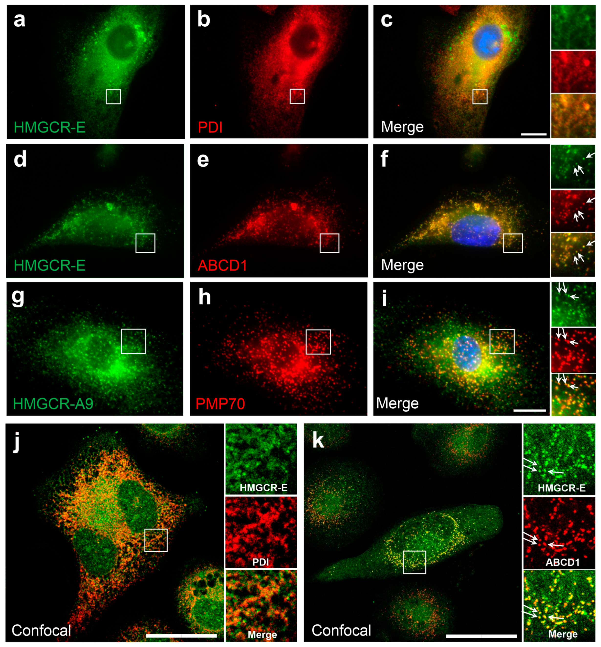 Biomolecules 14 00244 g001