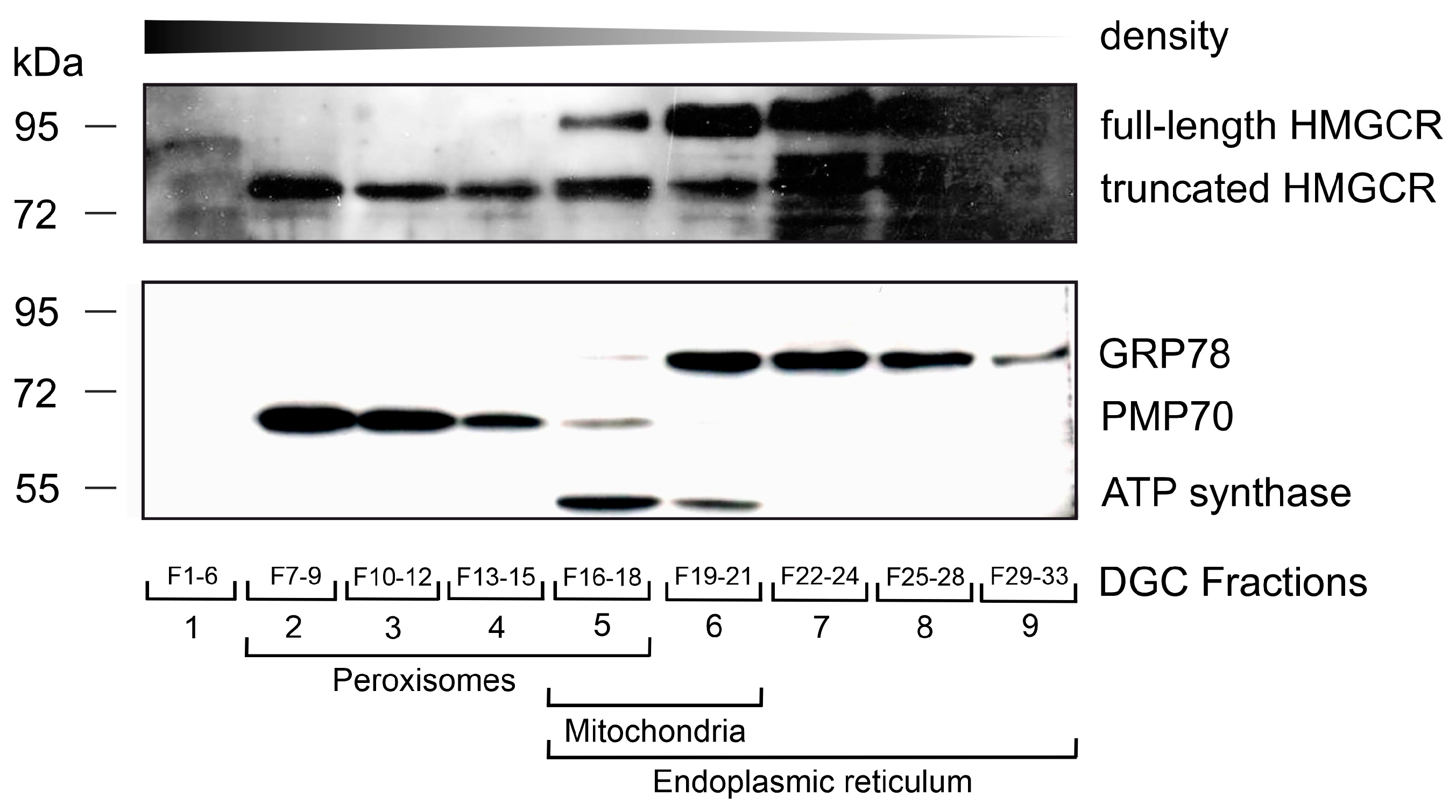 Biomolecules 14 00244 g003
