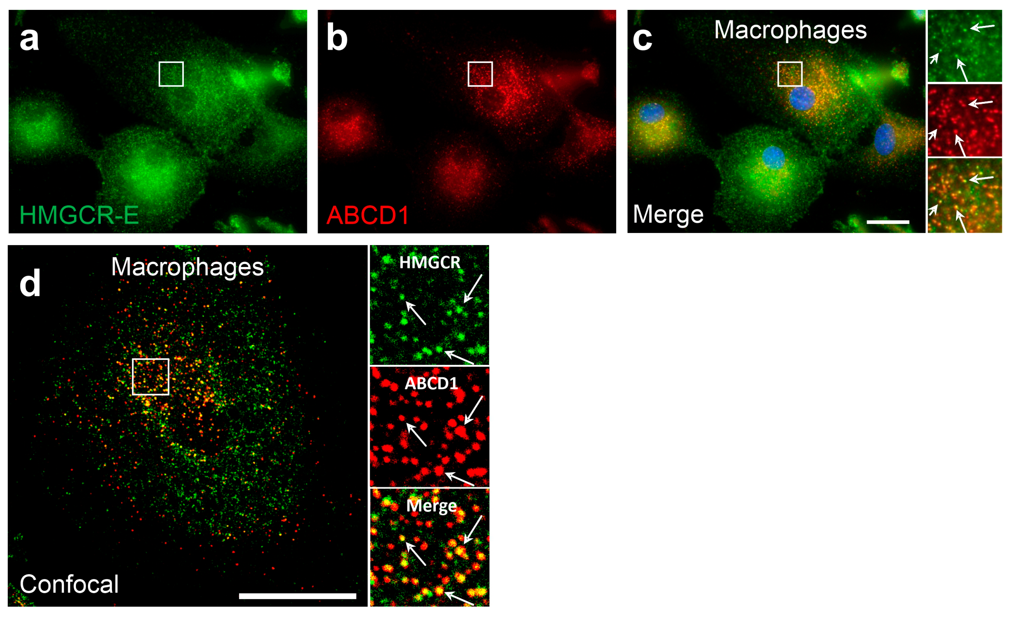 Biomolecules 14 00244 g004