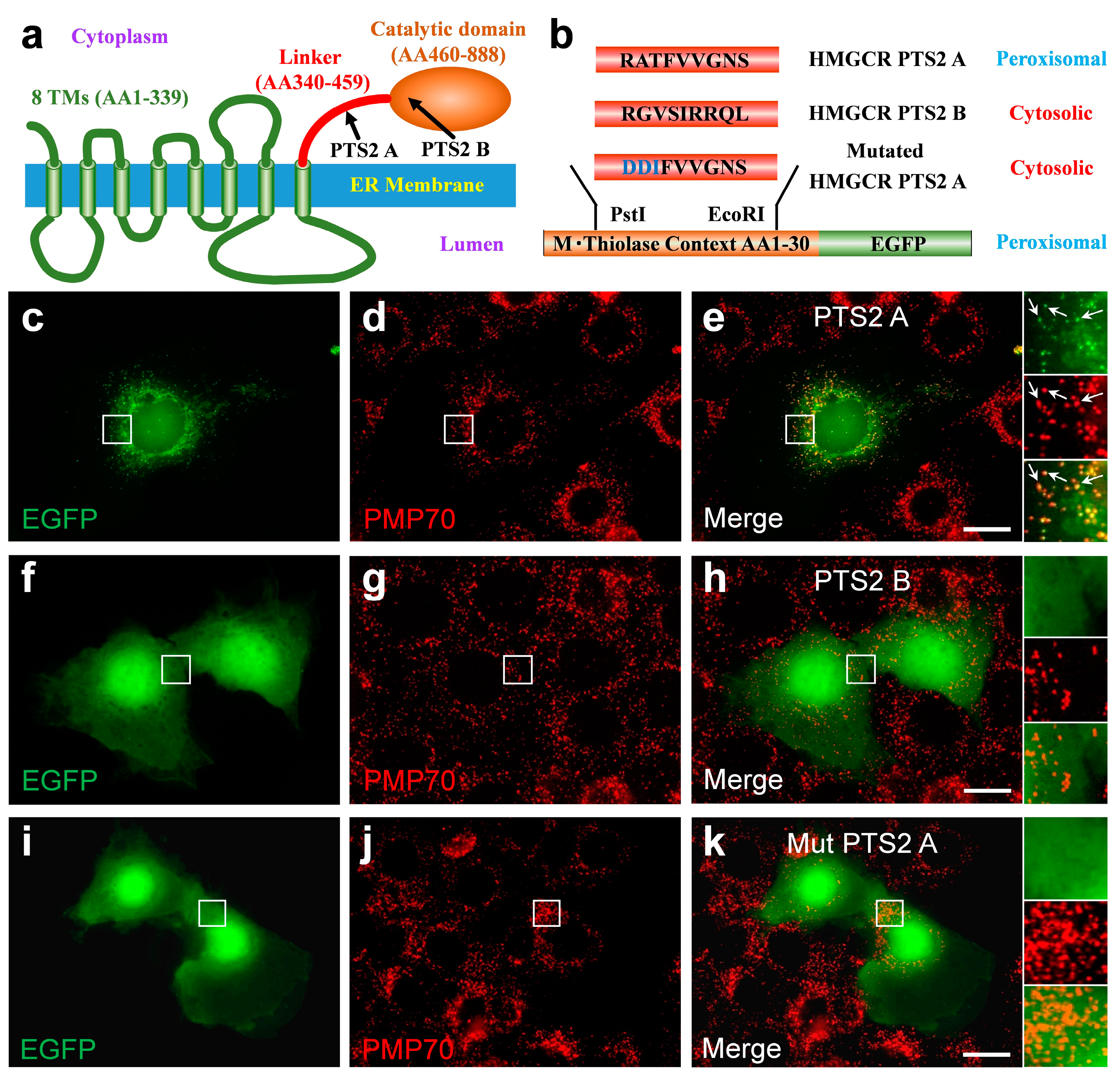 Biomolecules 14 00244 g006