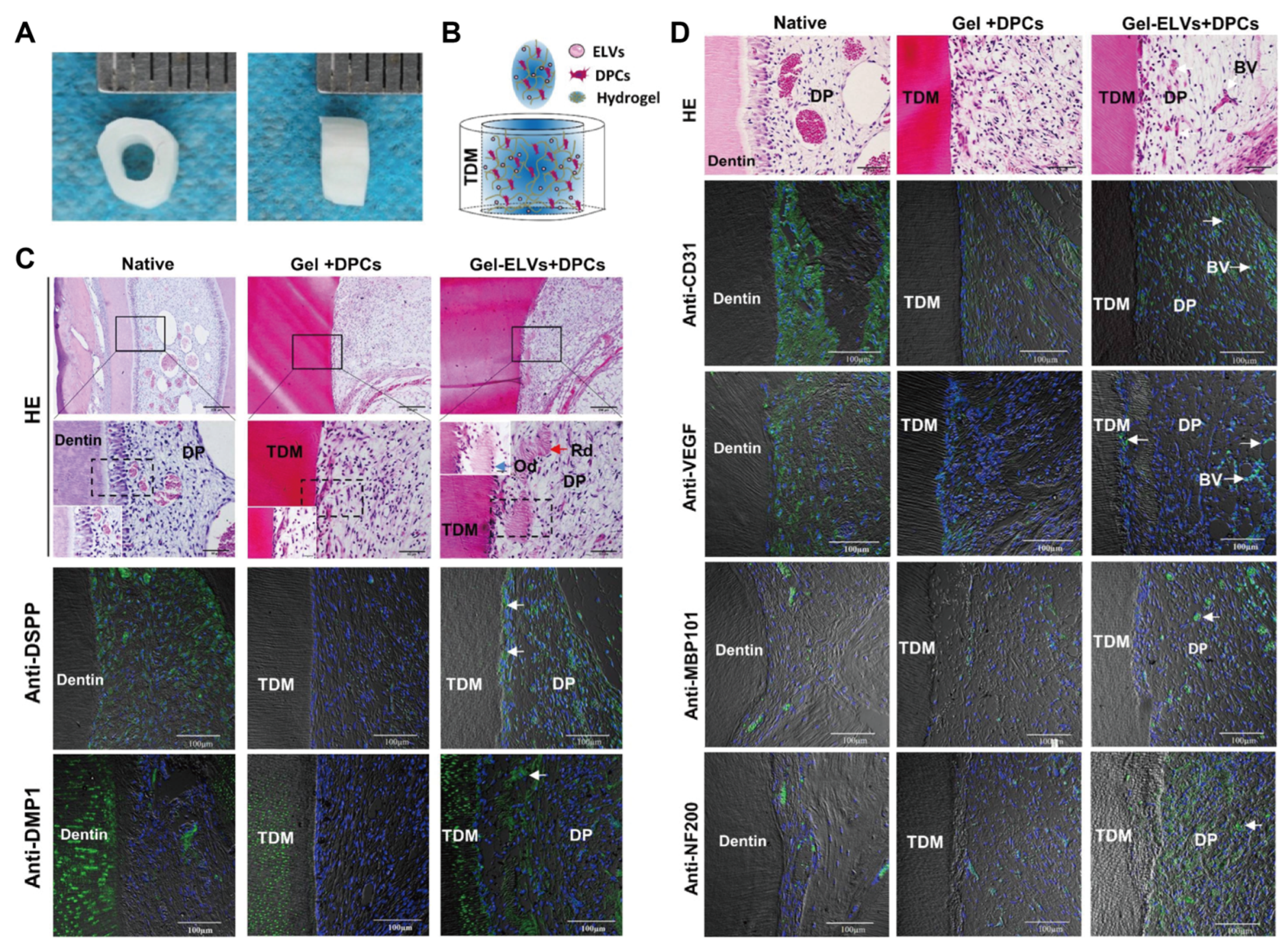 Biomolecules 14 00330 g003