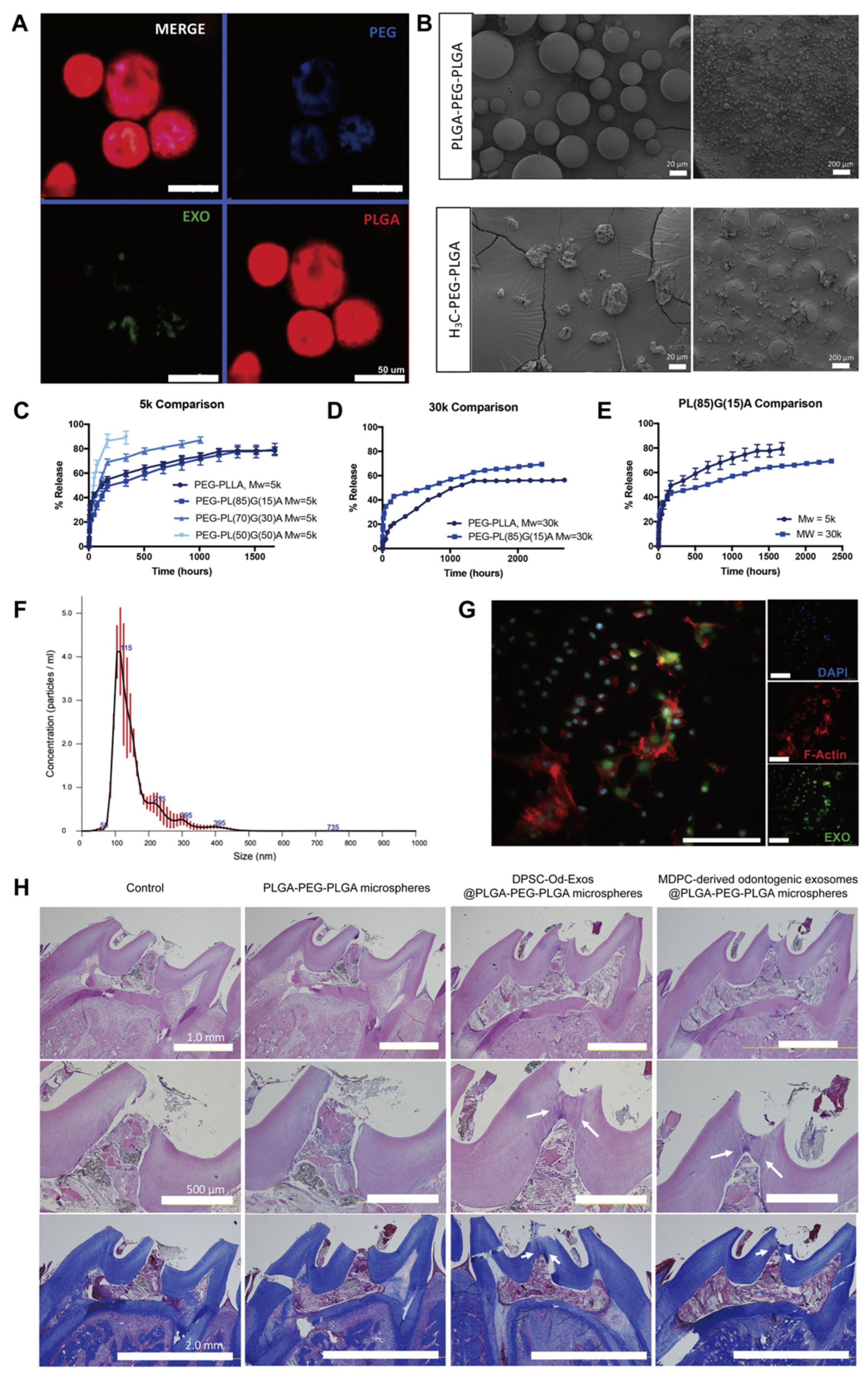Biomolecules 14 00330 g004