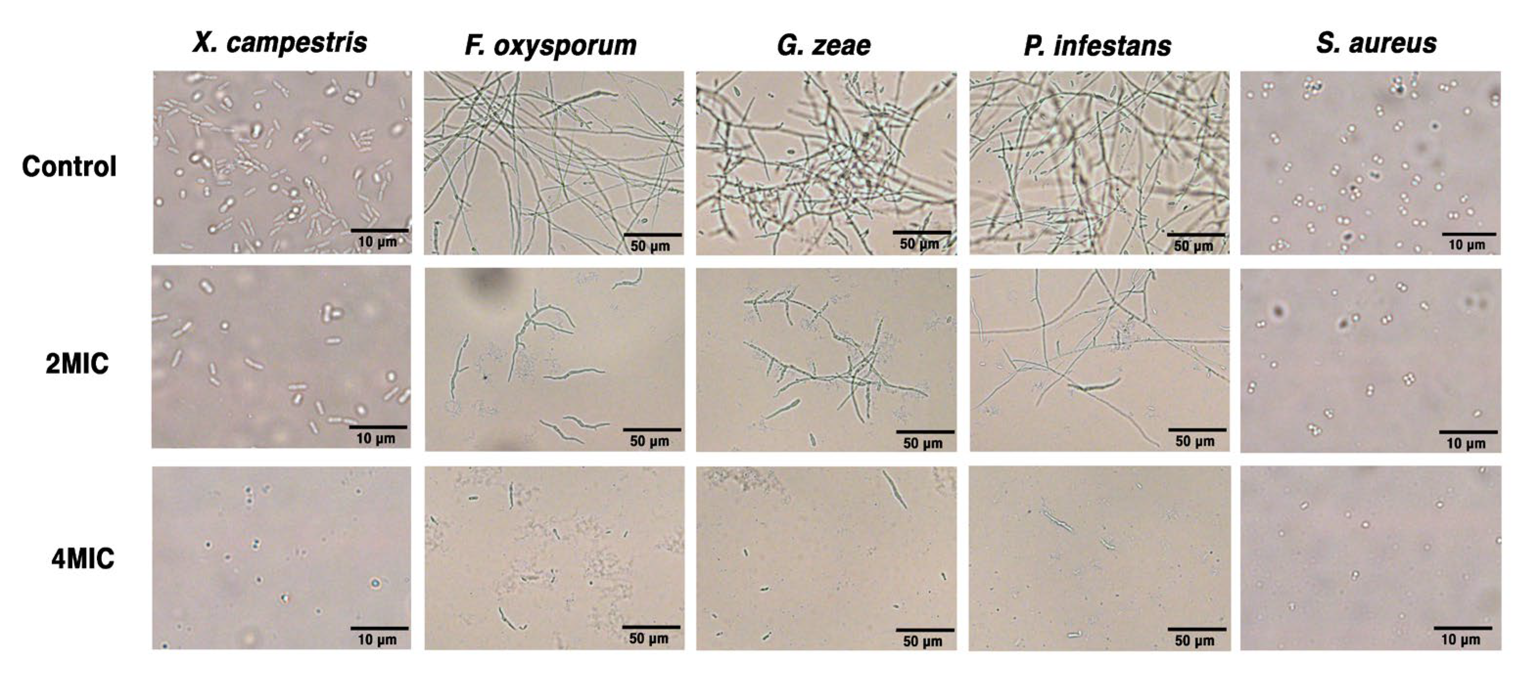 Biomolecules 14 00352 g006