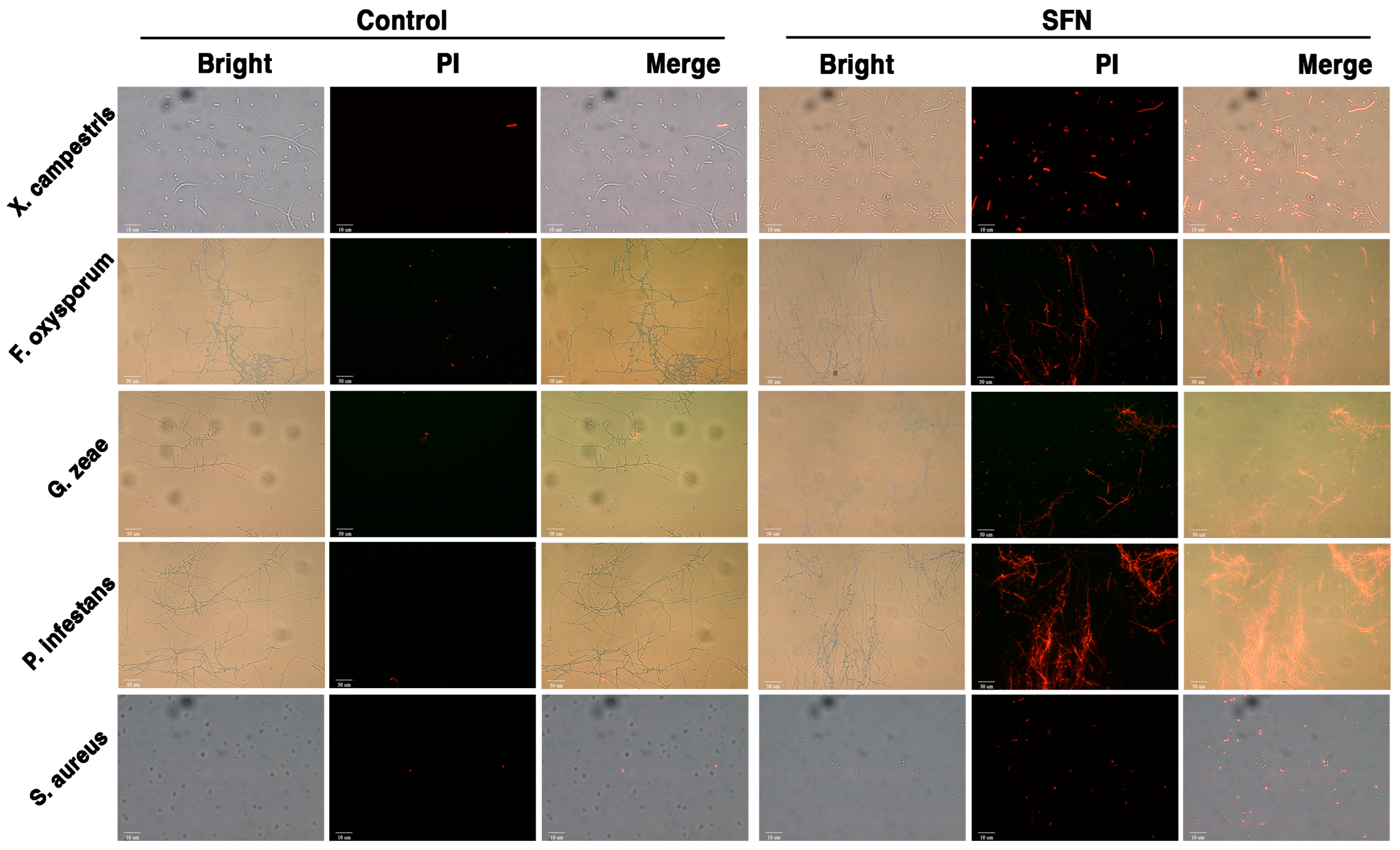 Biomolecules 14 00352 g007
