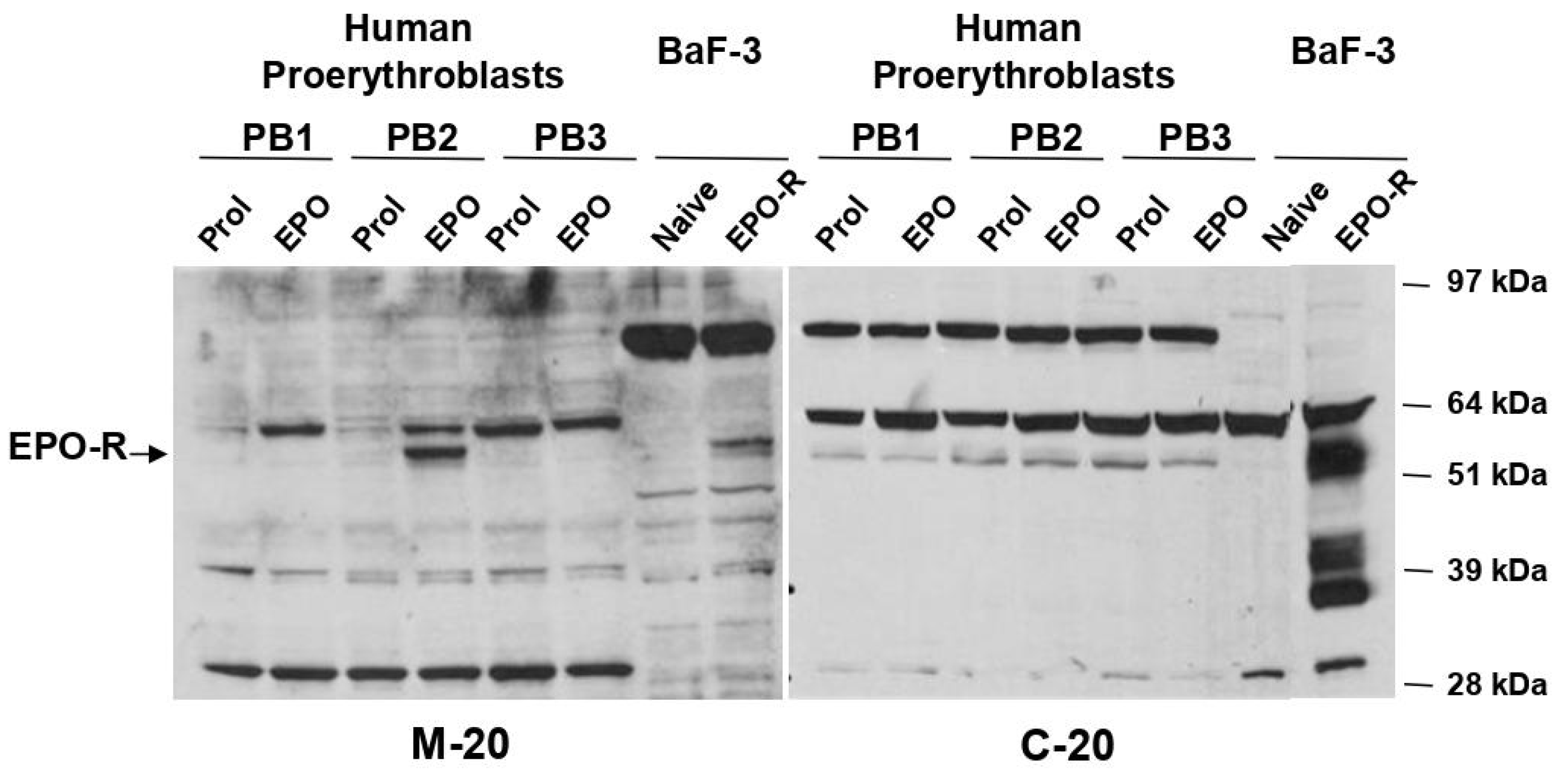 Biomolecules Free Full Text Erythropoietin A Personal Alice