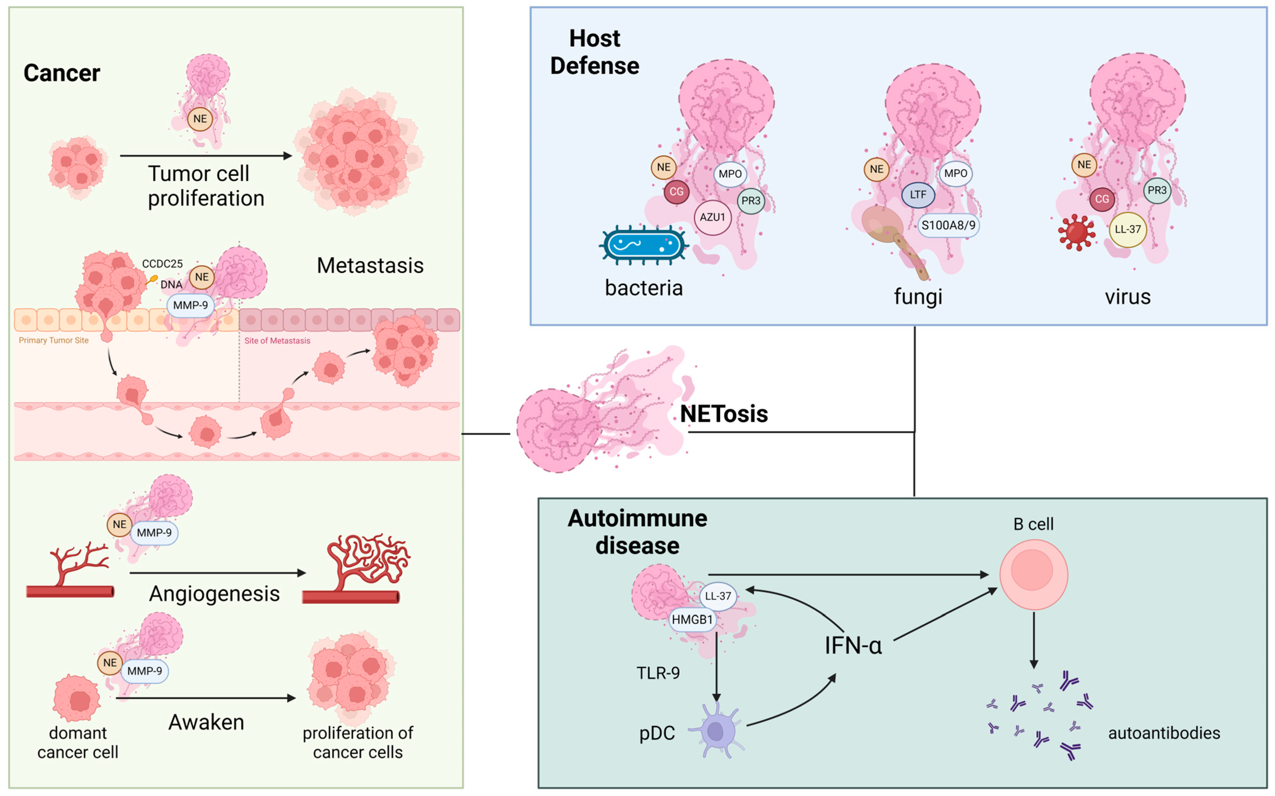Biomolecules 14 00416 g001
