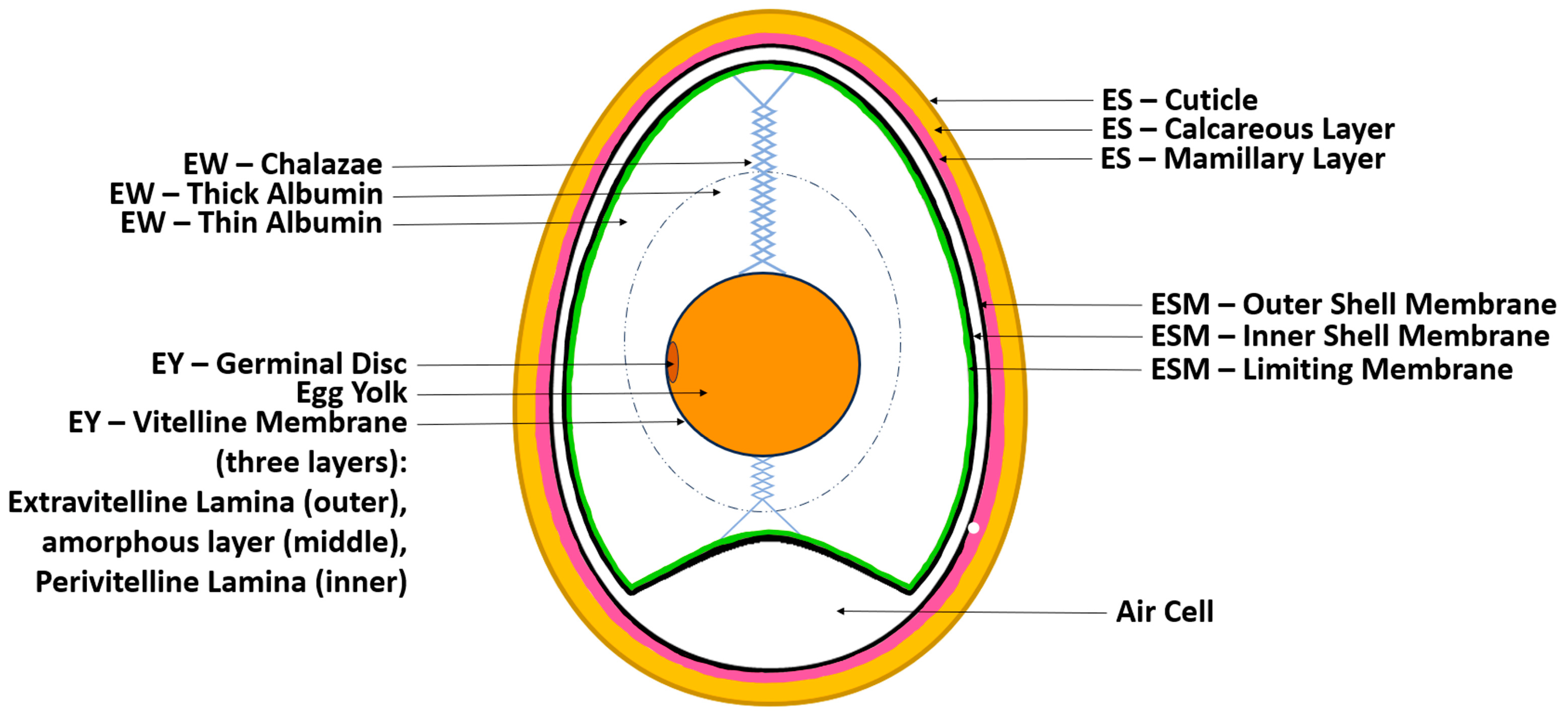 Biomolecules 14 00439 g001