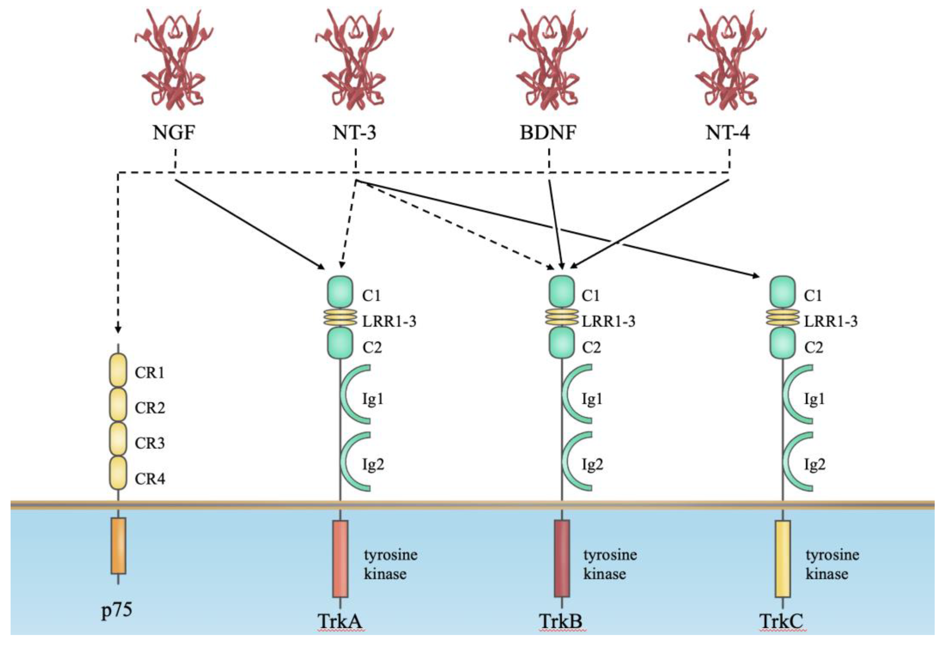 Biomolecules 14 00444 g001