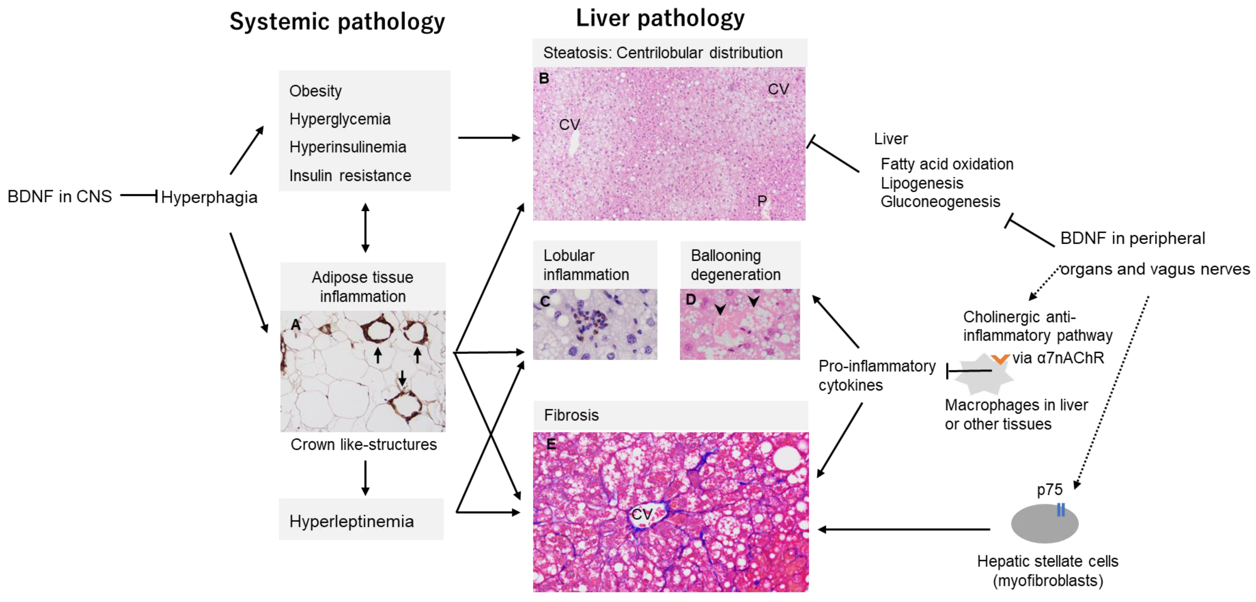 Biomolecules 14 00444 g002