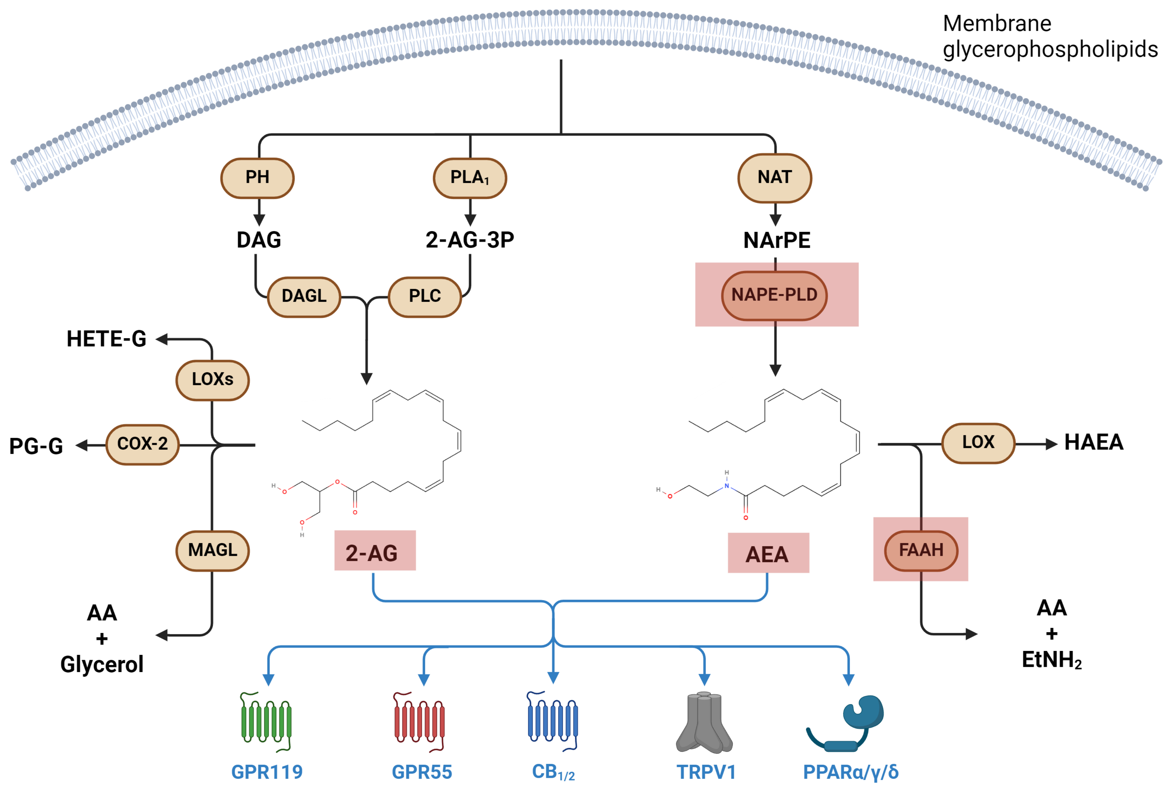 Biomolecules 14 00446 g002