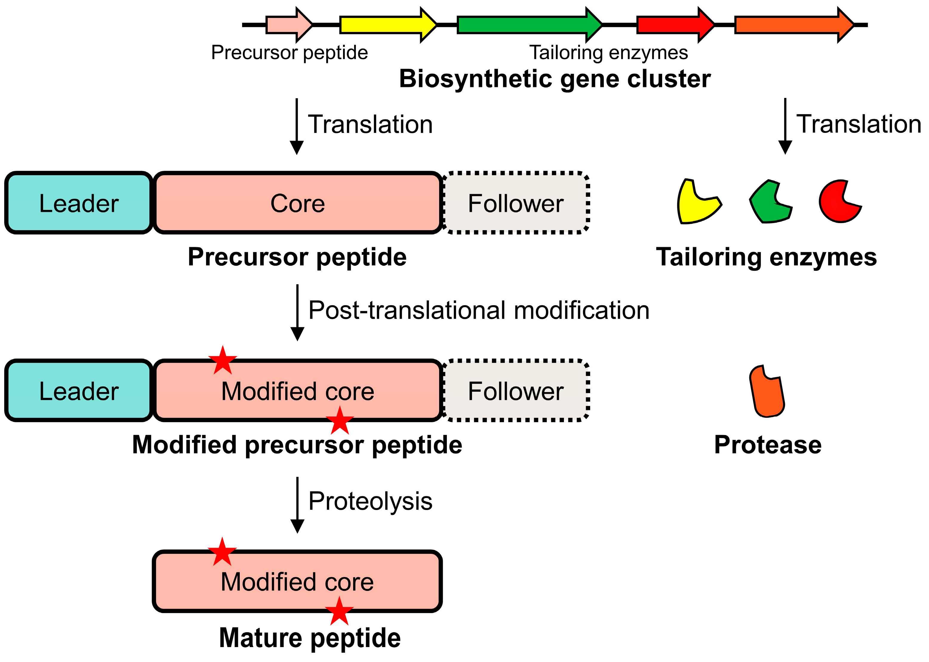 Biomolecules 14 00479 g002 Biomolecules 14 00479 g002