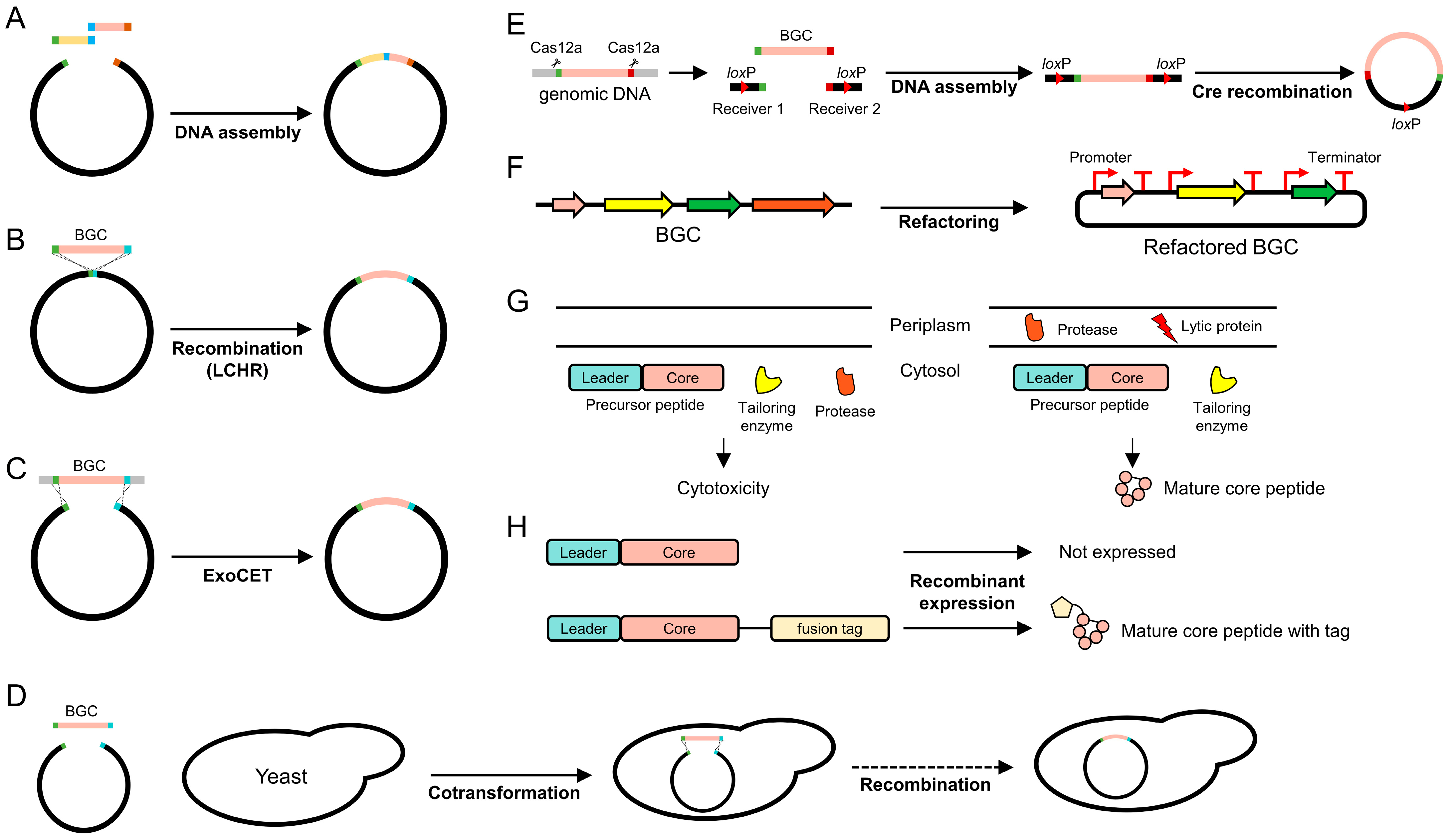 Biomolecules 14 00479 g003 Biomolecules 14 00479 g003