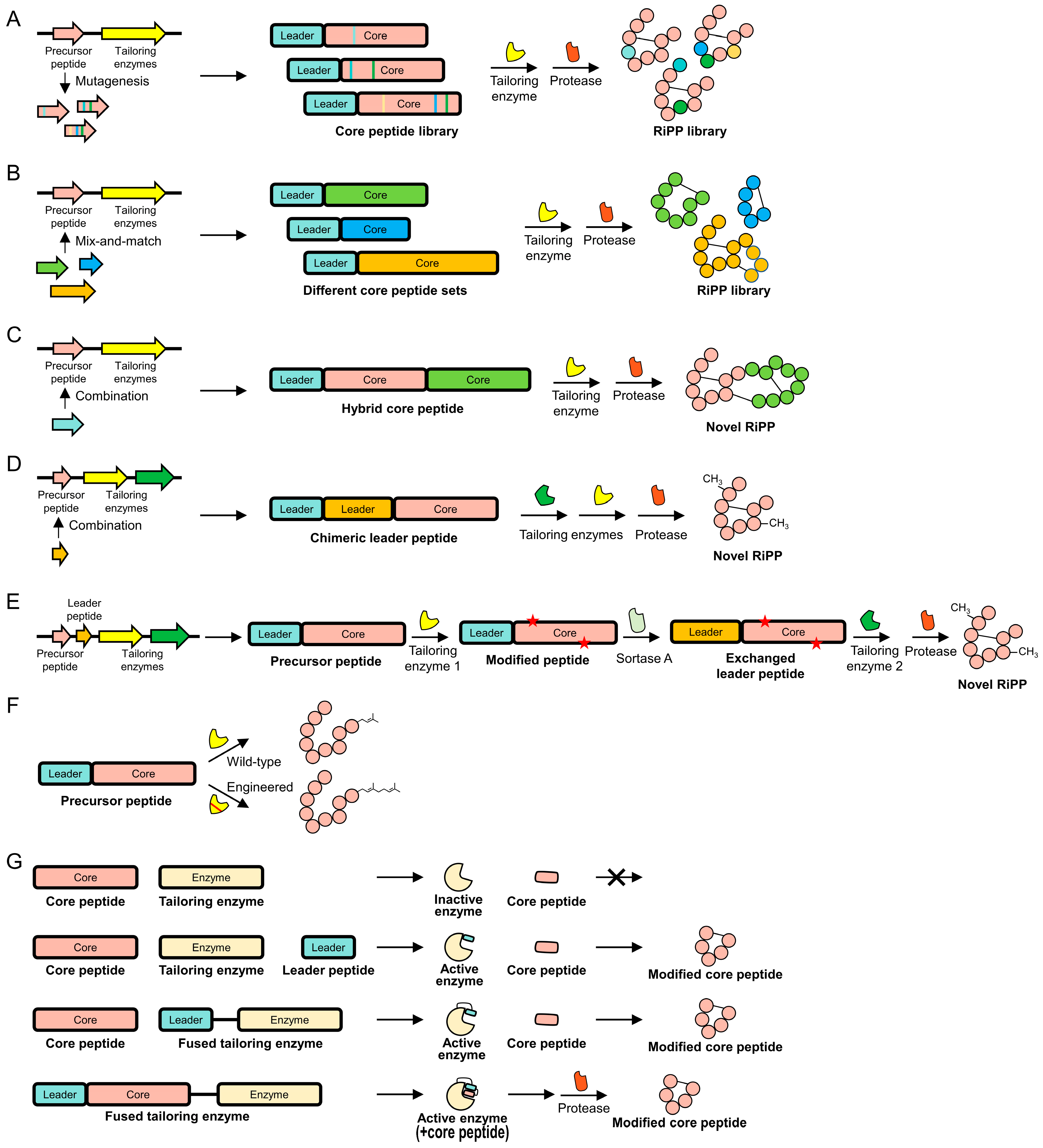 Biomolecules 14 00479 g004 Biomolecules 14 00479 g004