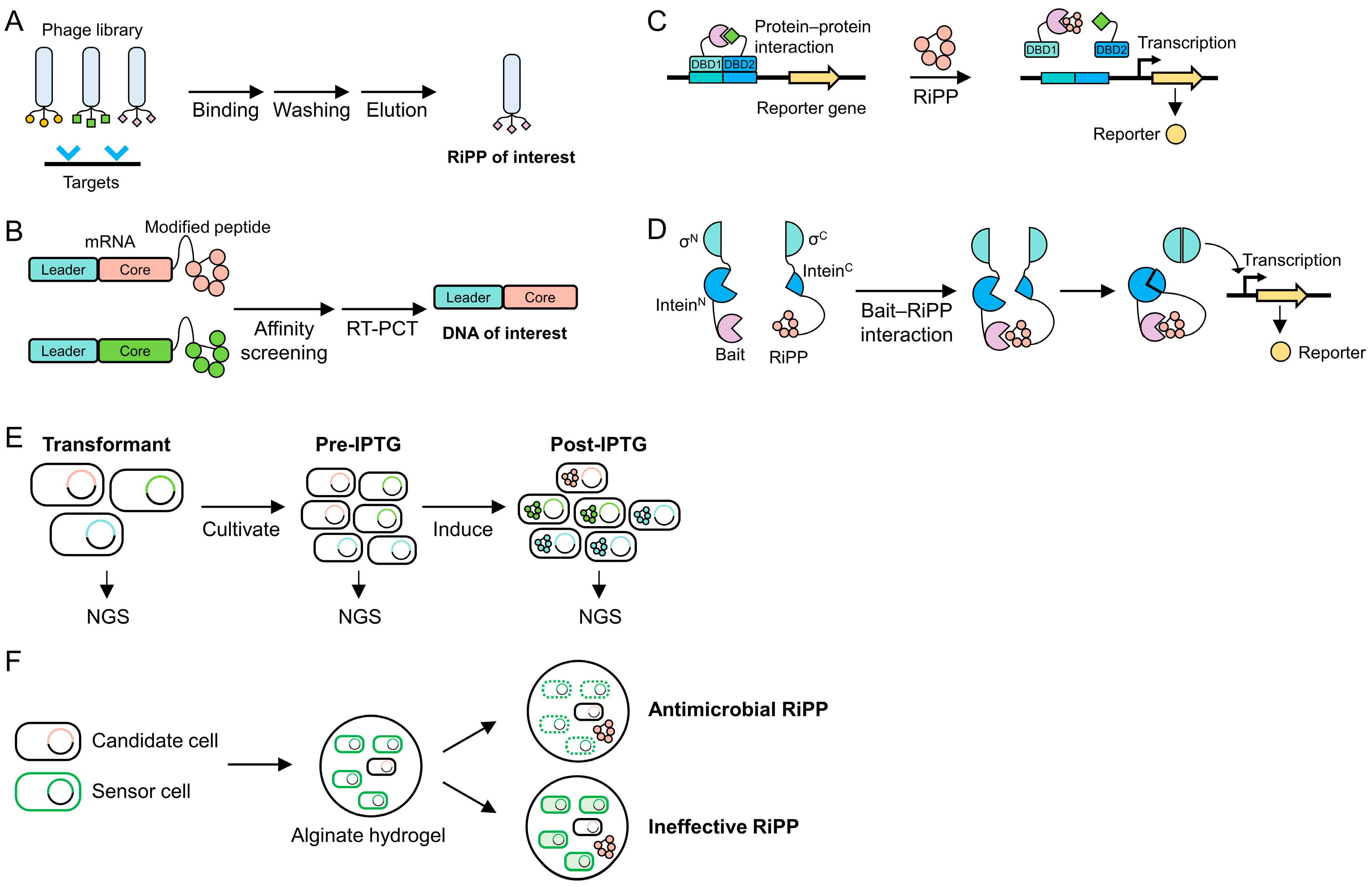 Biomolecules 14 00479 g005 Biomolecules 14 00479 g005