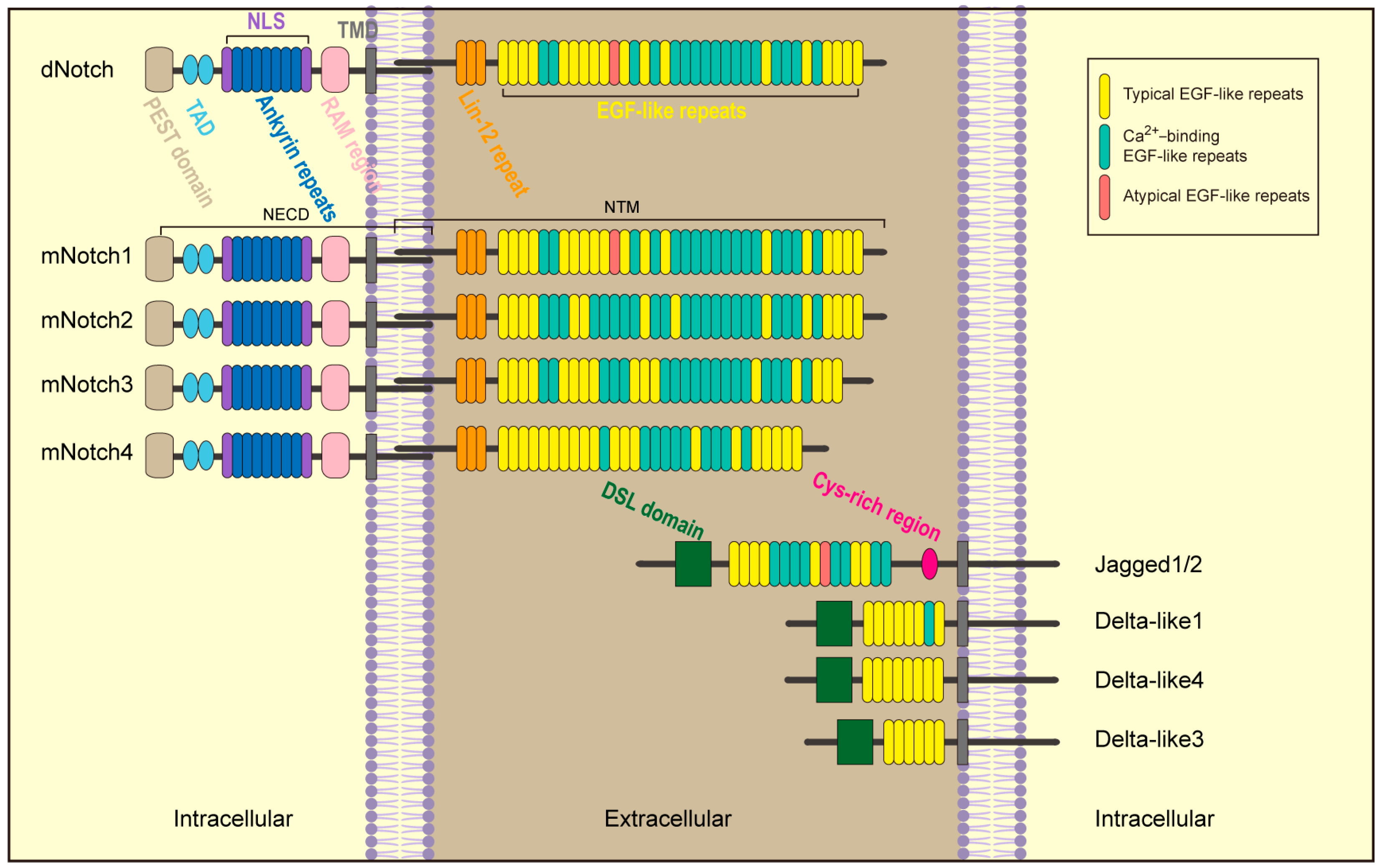 Biomolecules 14 00480 g001