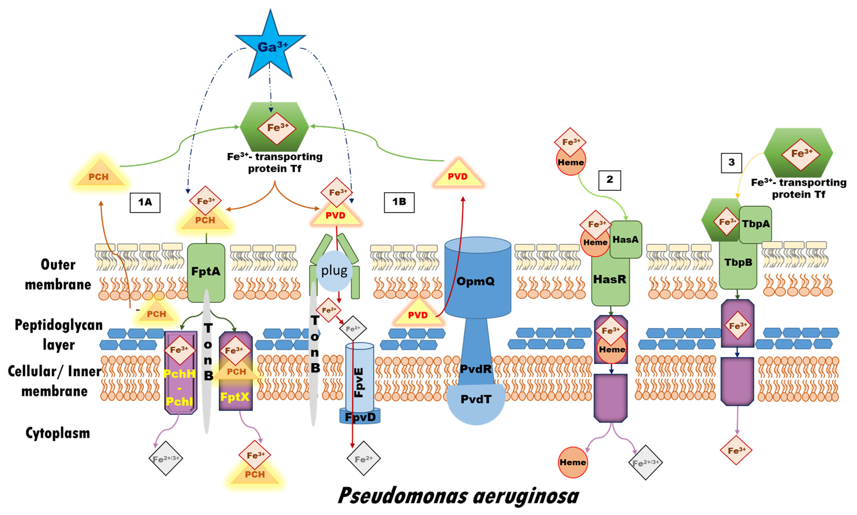 Biomolecules 14 00487 g001