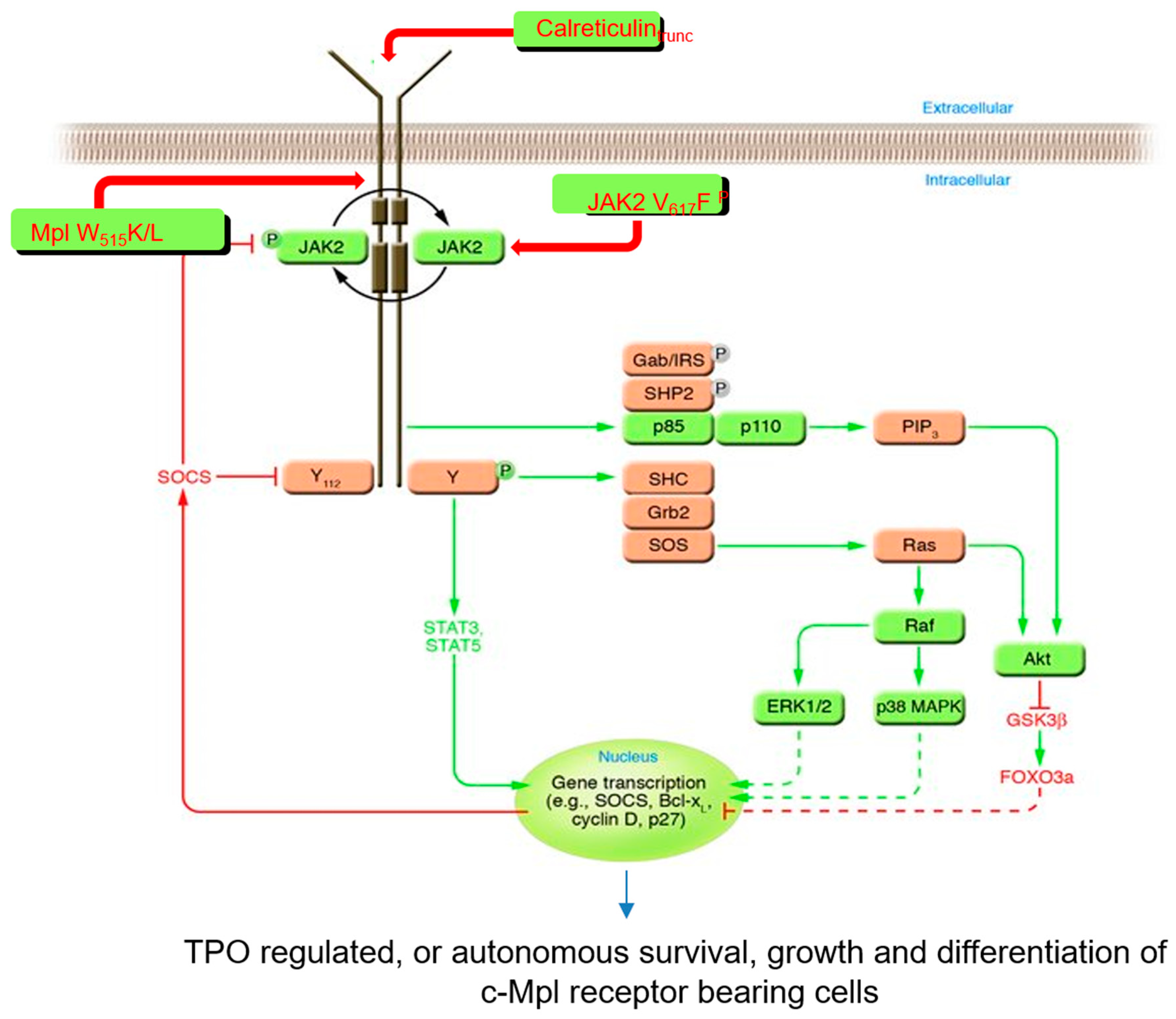 Biomolecules 14 00489 g003