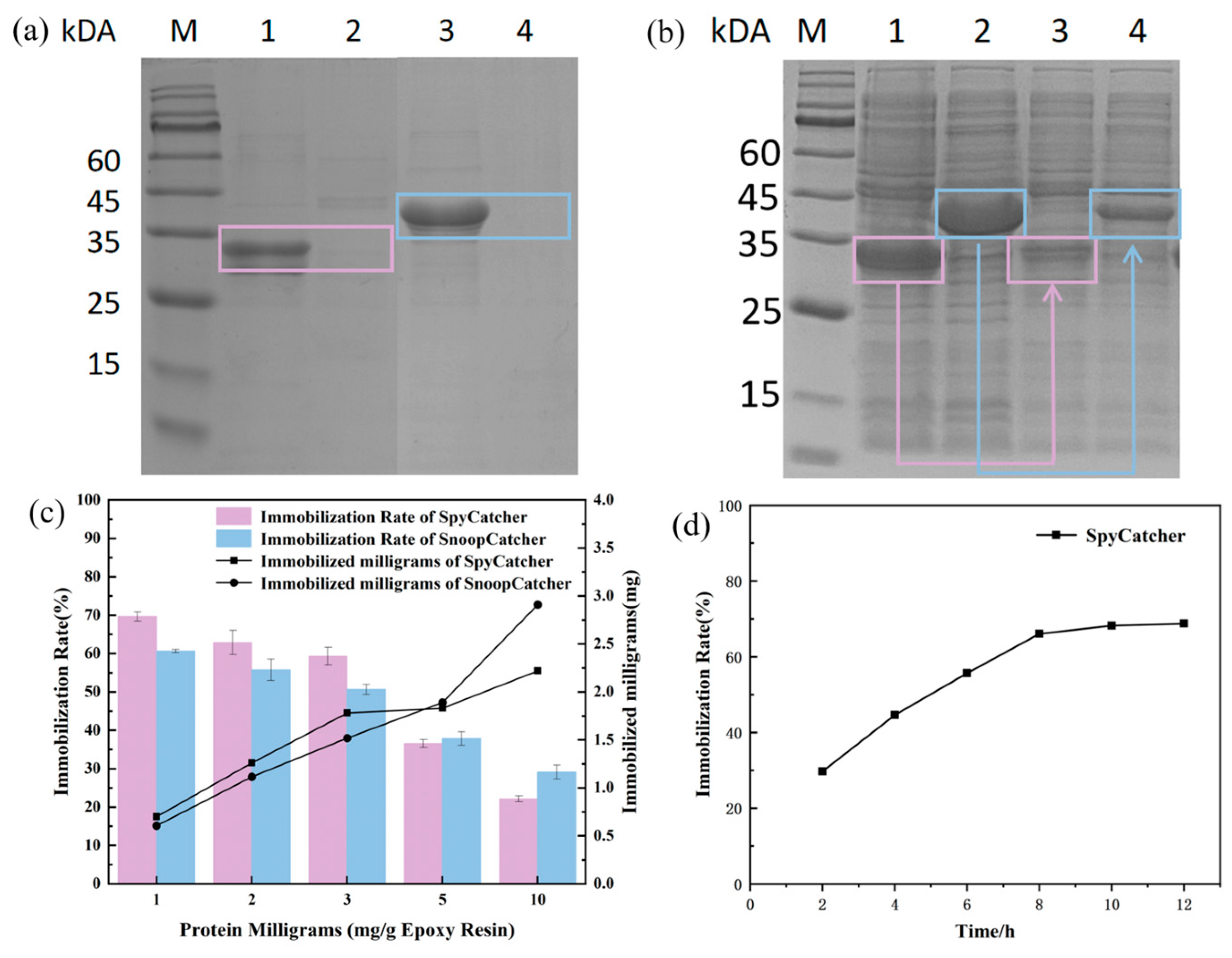 Biomolecules 14 00504 g003