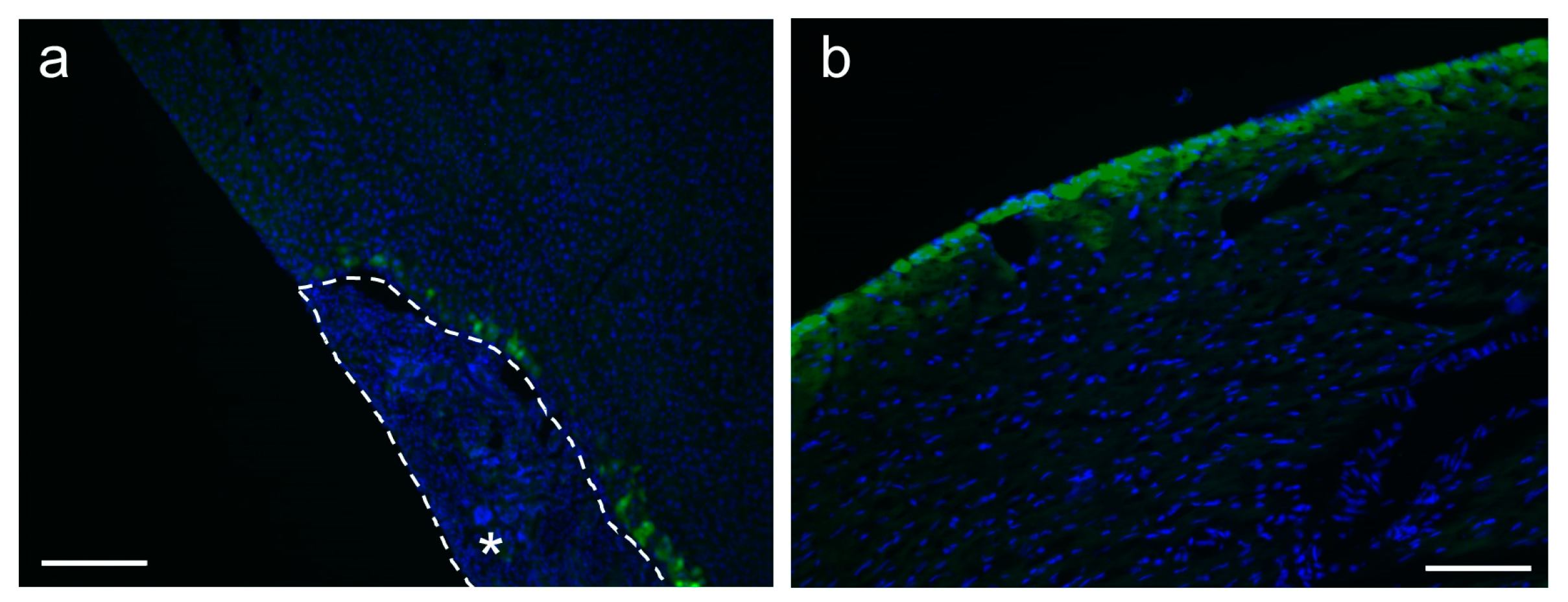 Biomolecules 14 00506 g006