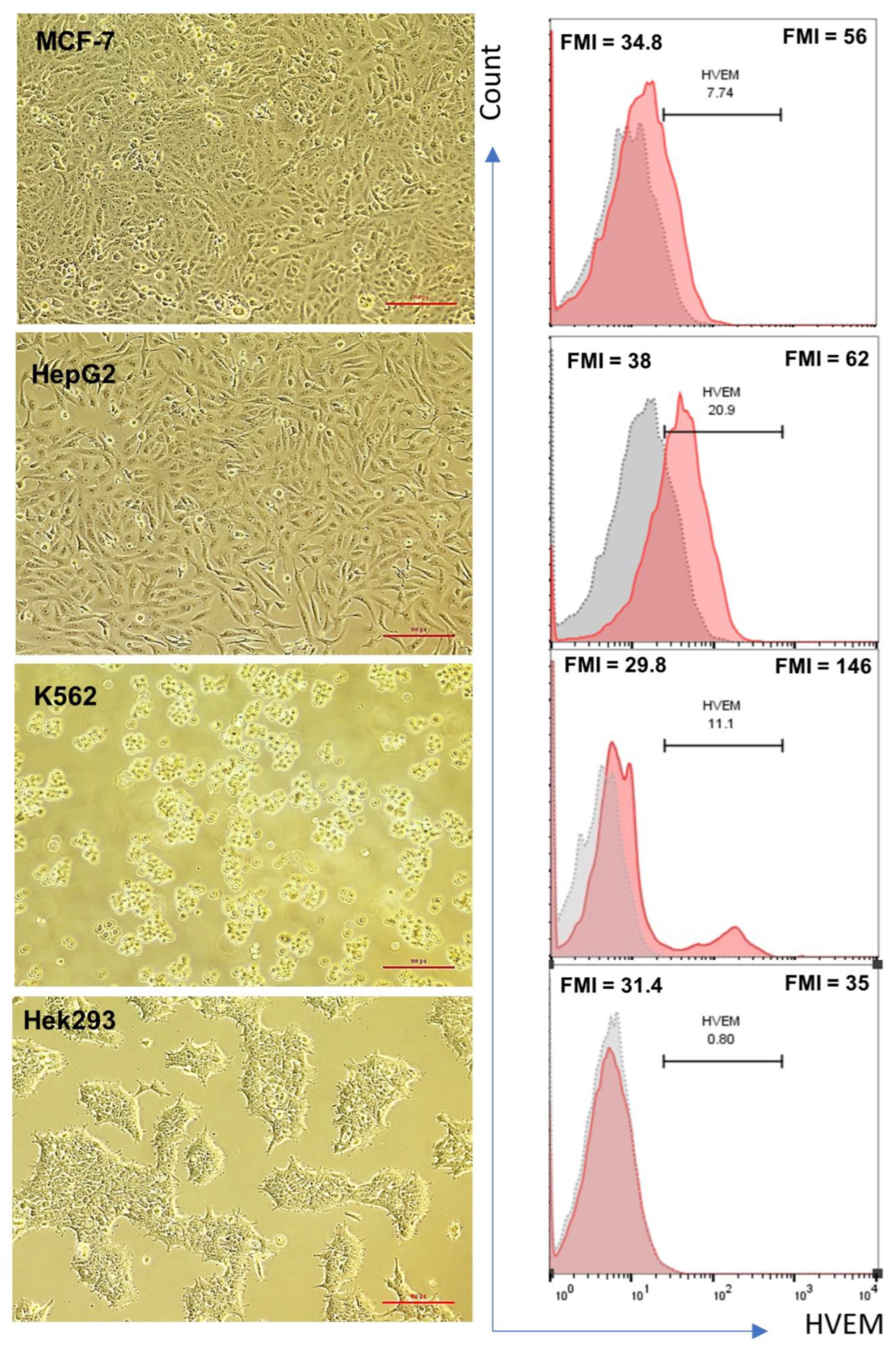 Biomolecules 14 00523 g001