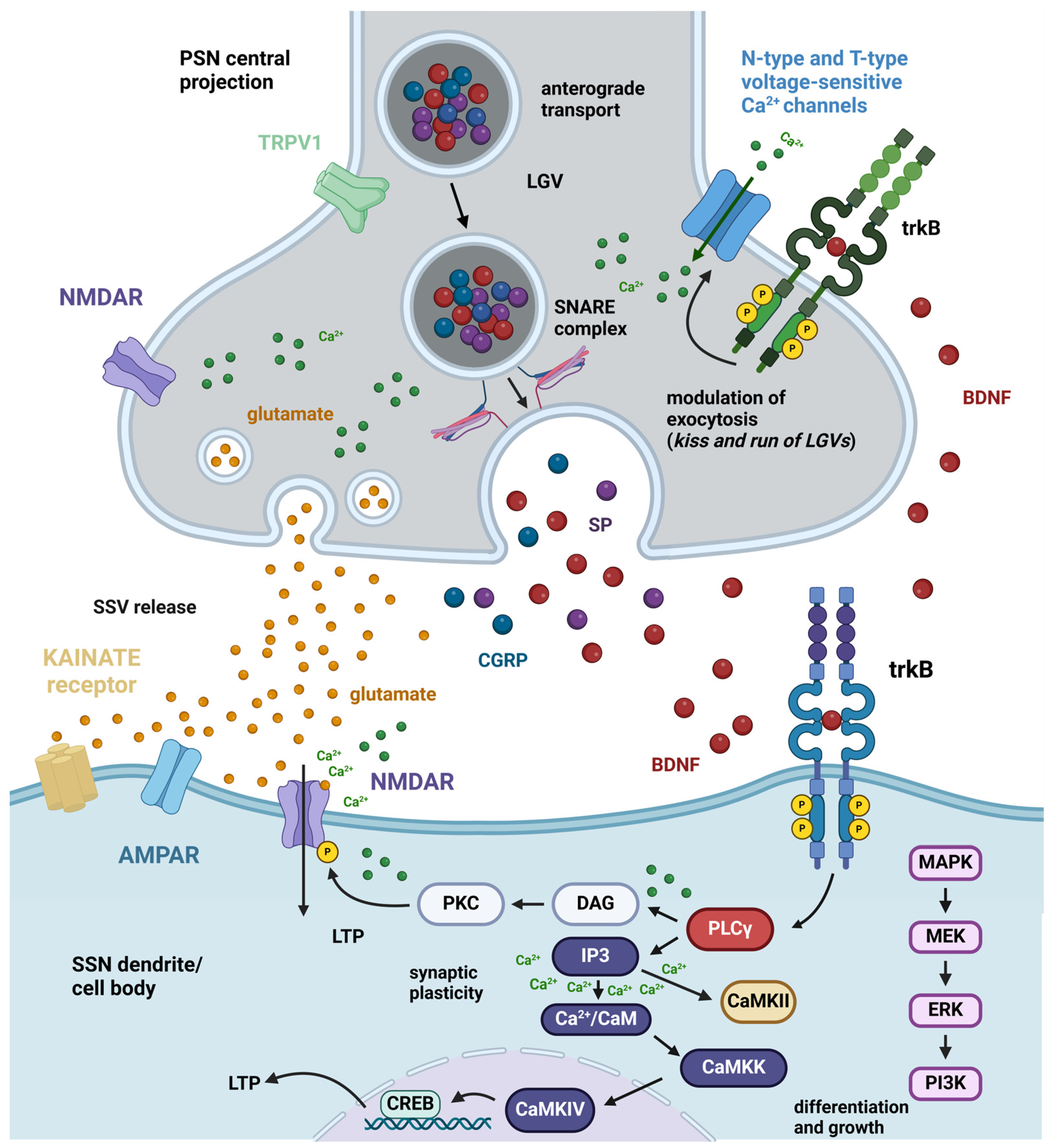 Biomolecules 14 00539 g002