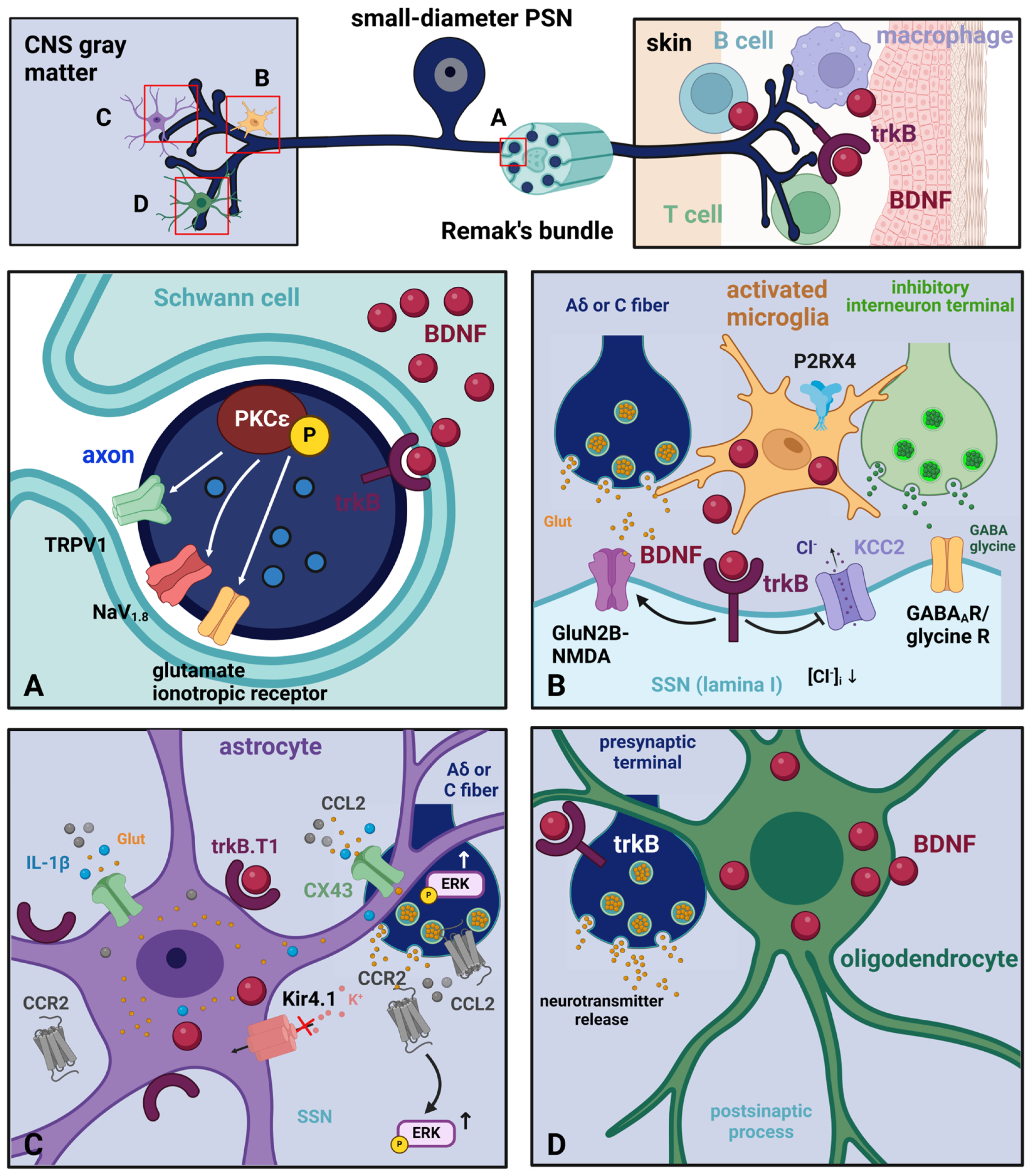 Biomolecules 14 00539 g003