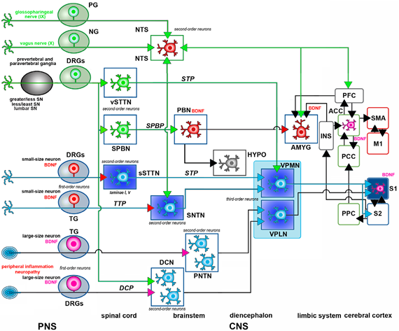 Biomolecules 14 00539 i001