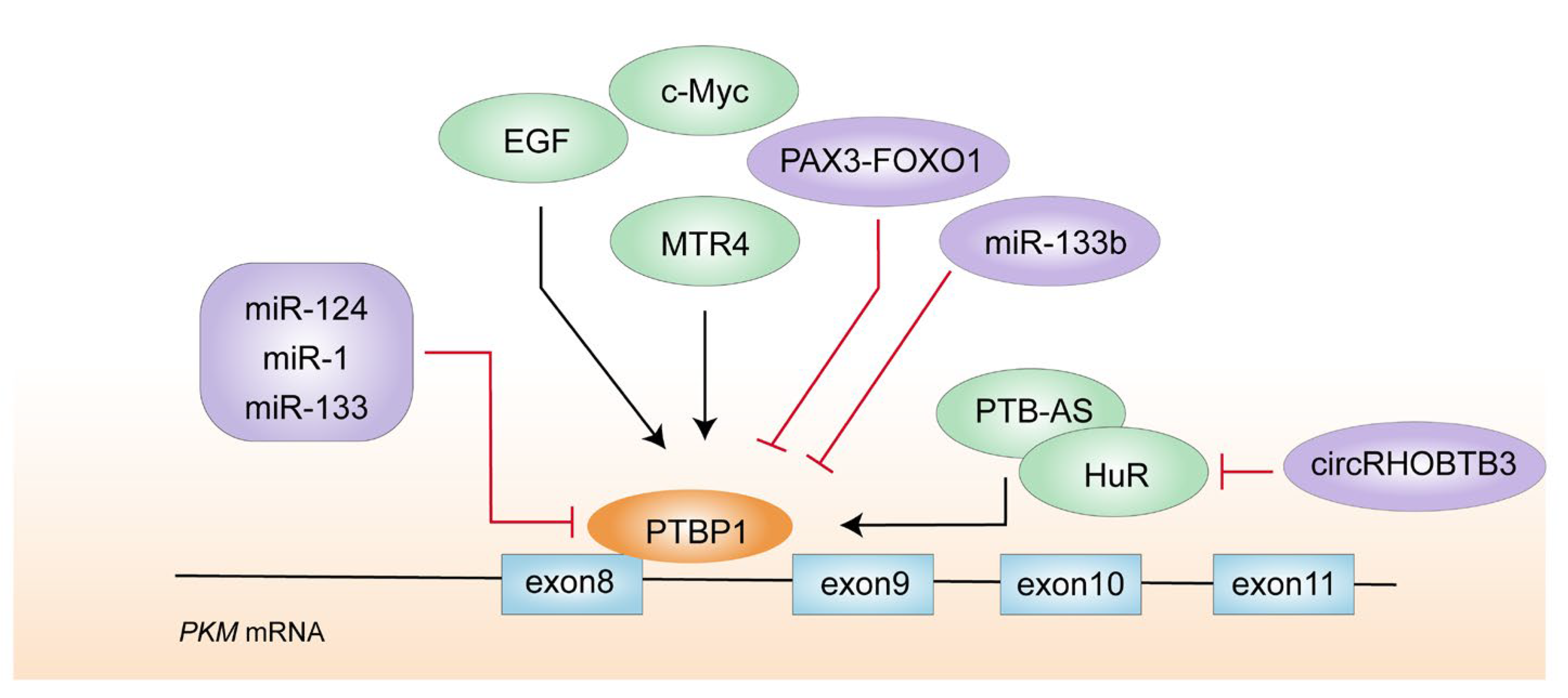 Biomolecules 14 00566 g004
