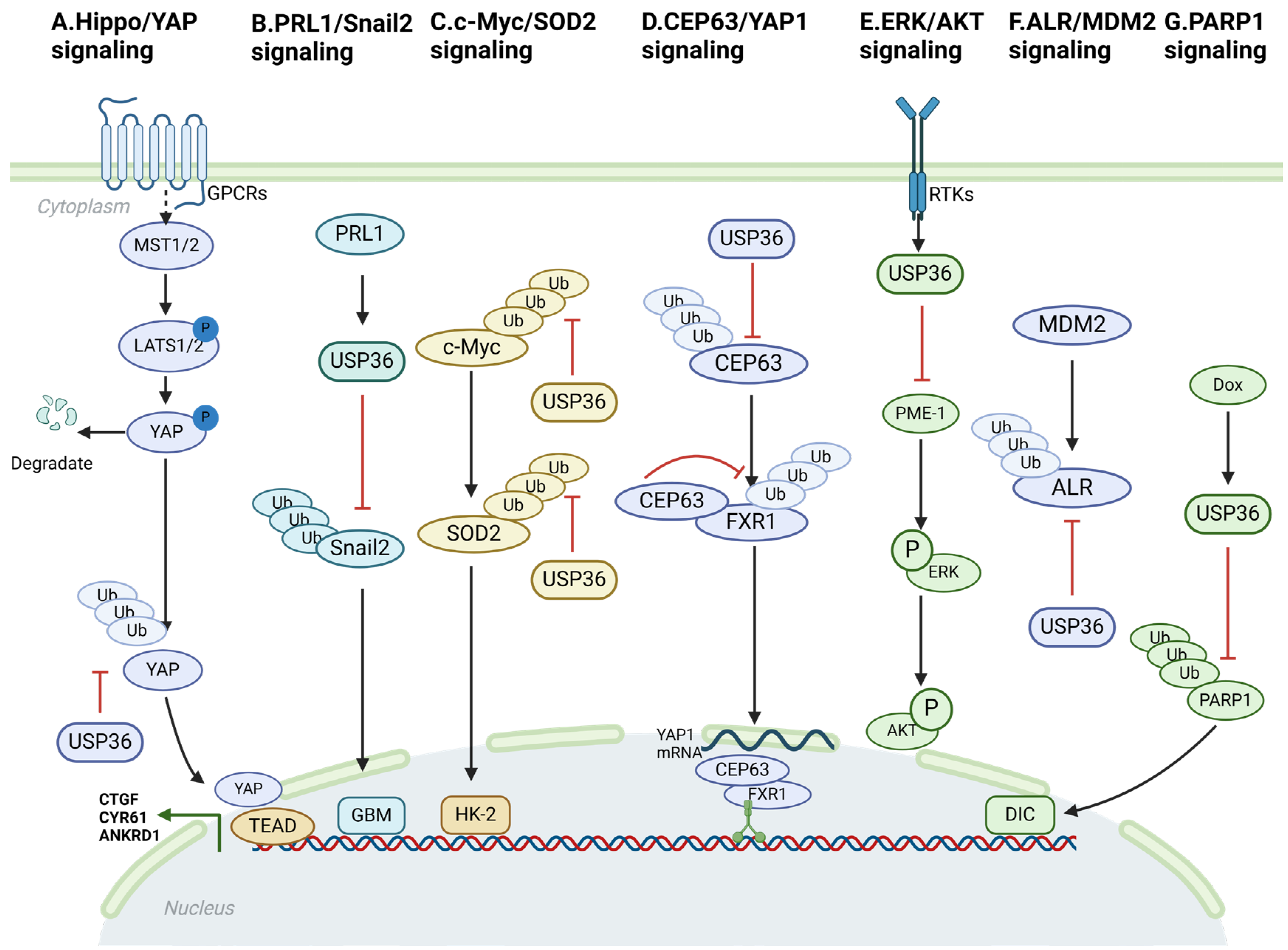 Biomolecules 14 00572 g002