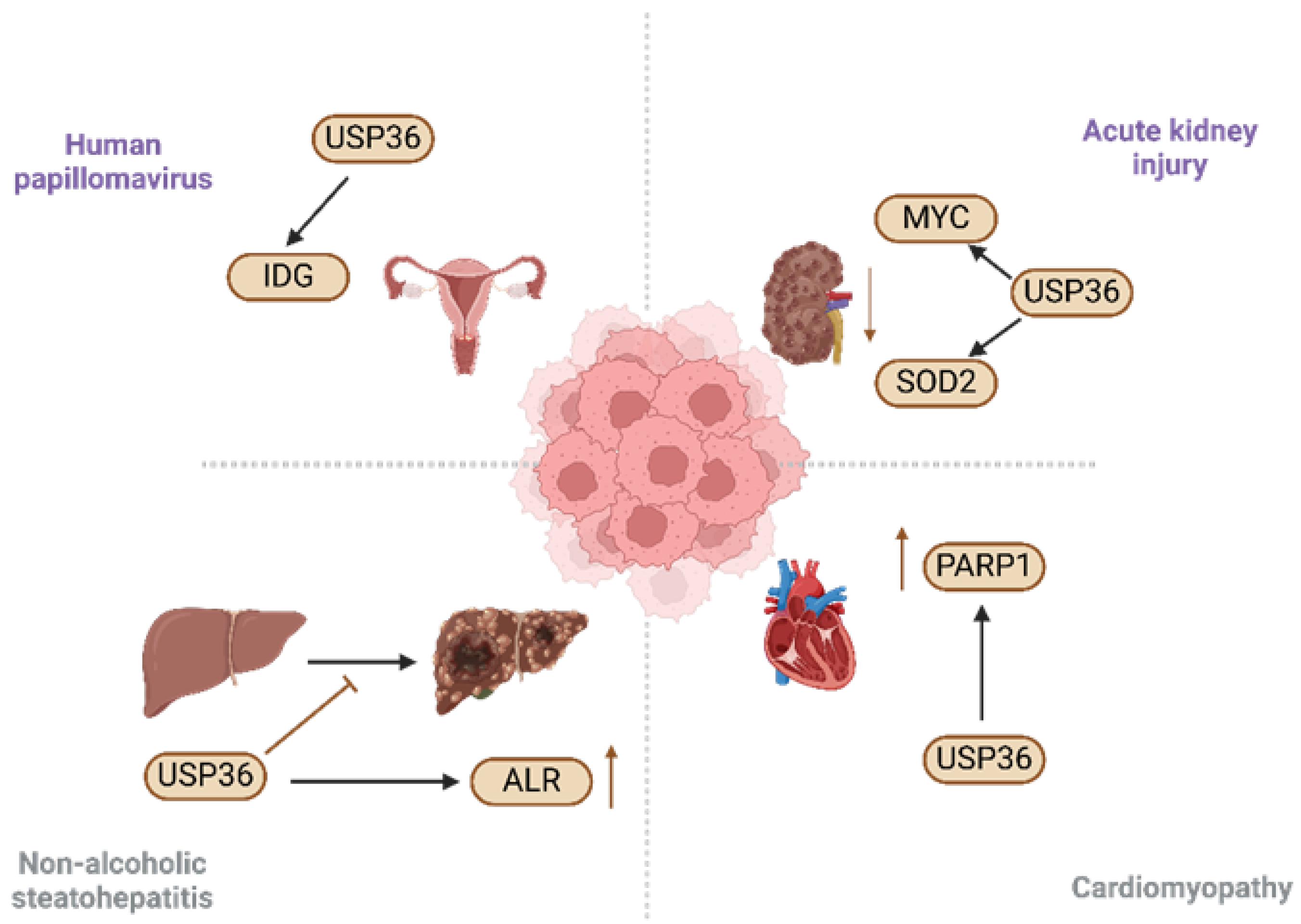 Biomolecules 14 00572 g003