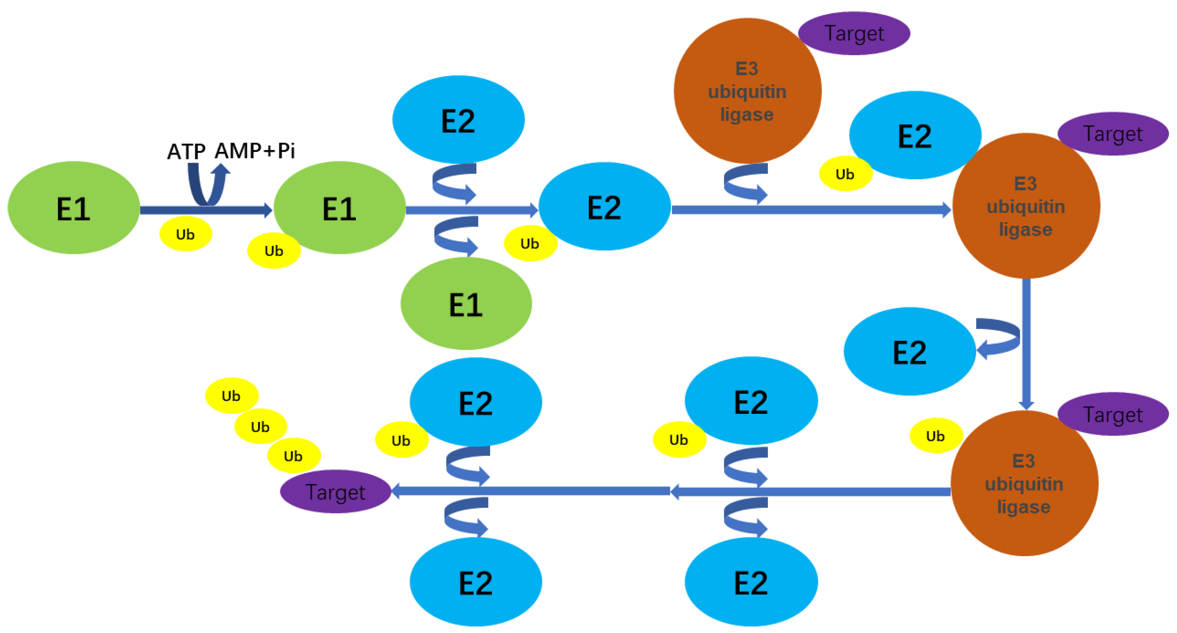 Biomolecules 14 00577 g001 Biomolecules 14 00577 g001