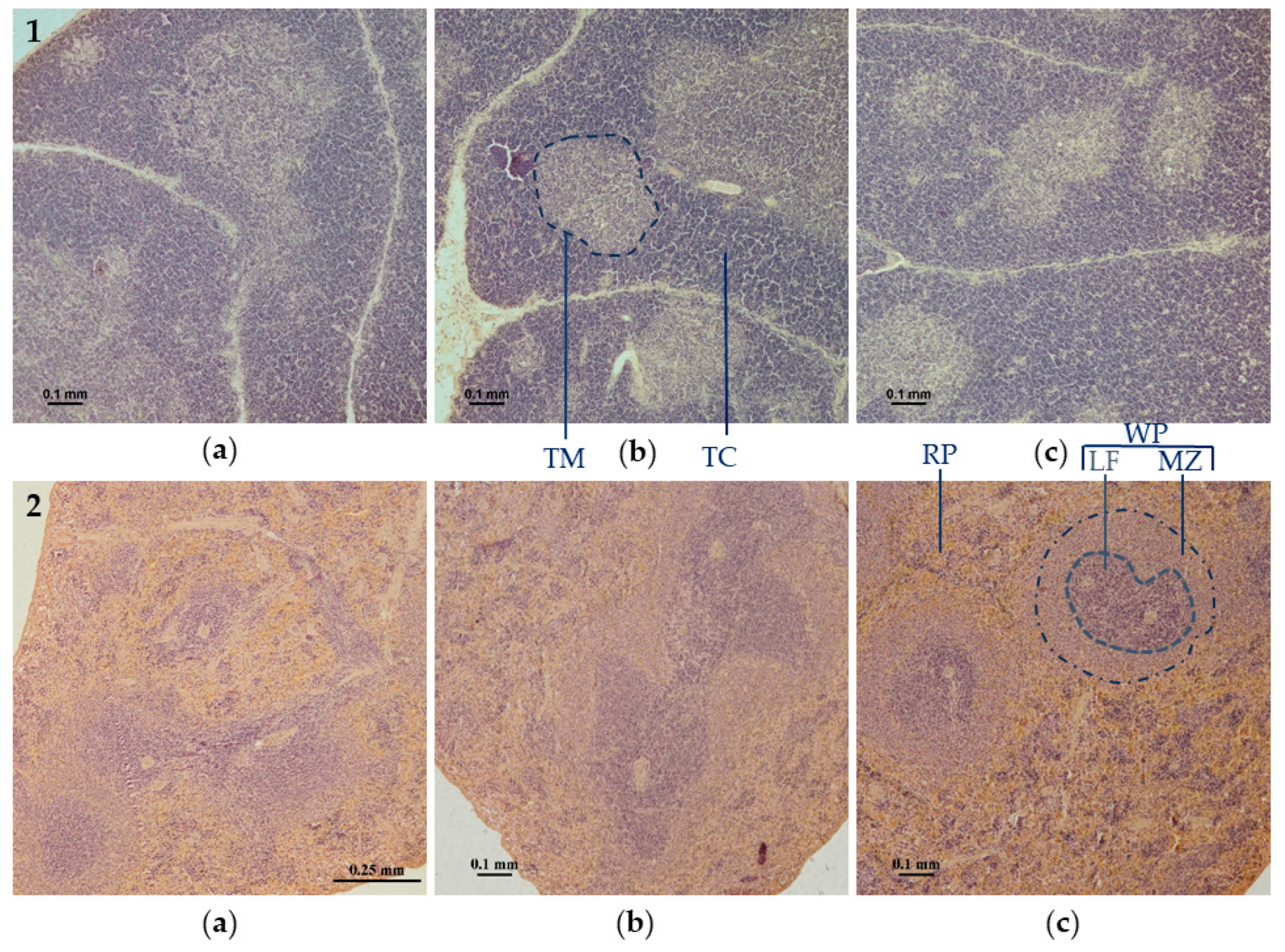 Biomolecules 14 00578 g002