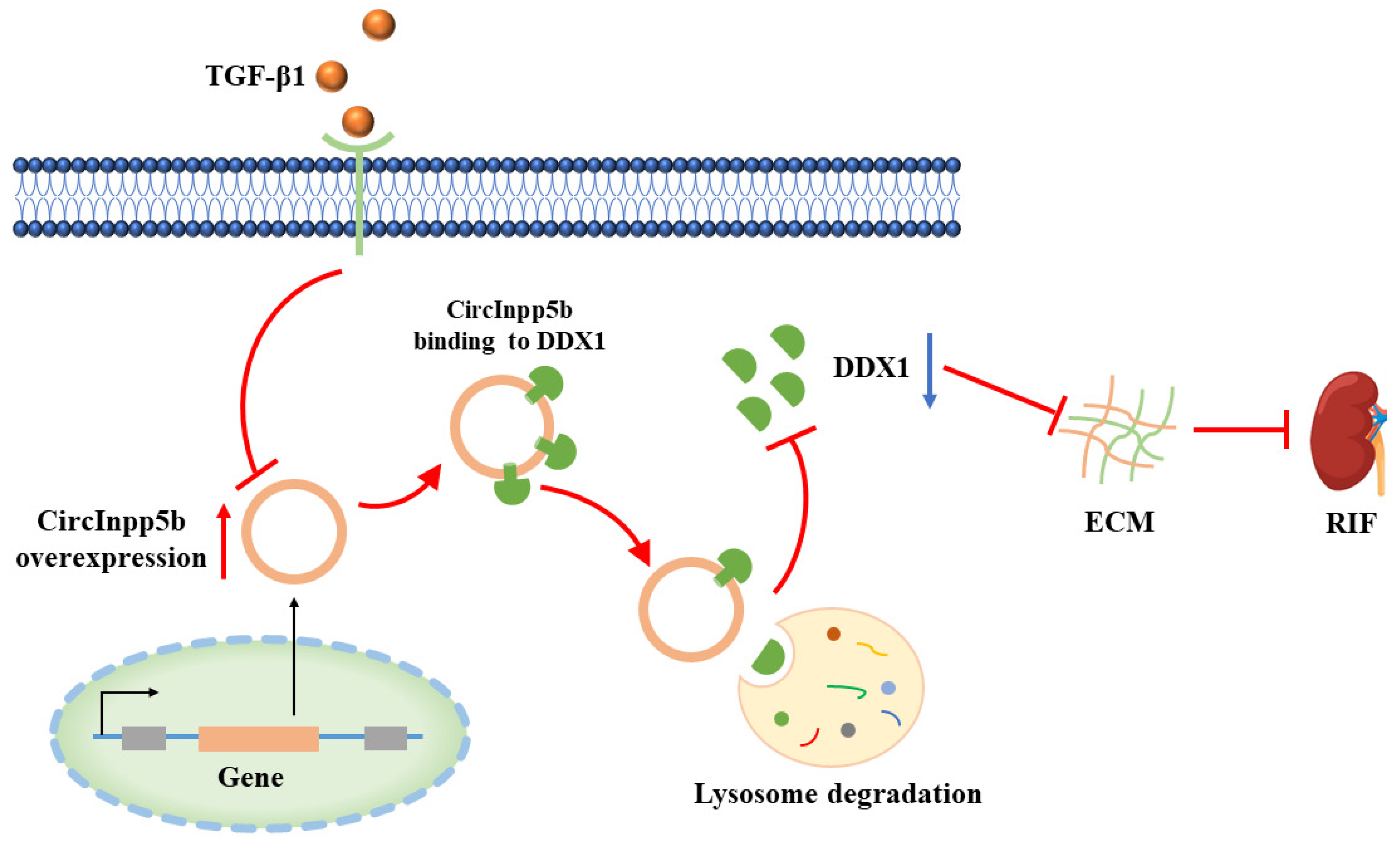Biomolecules 14 00613 g010
