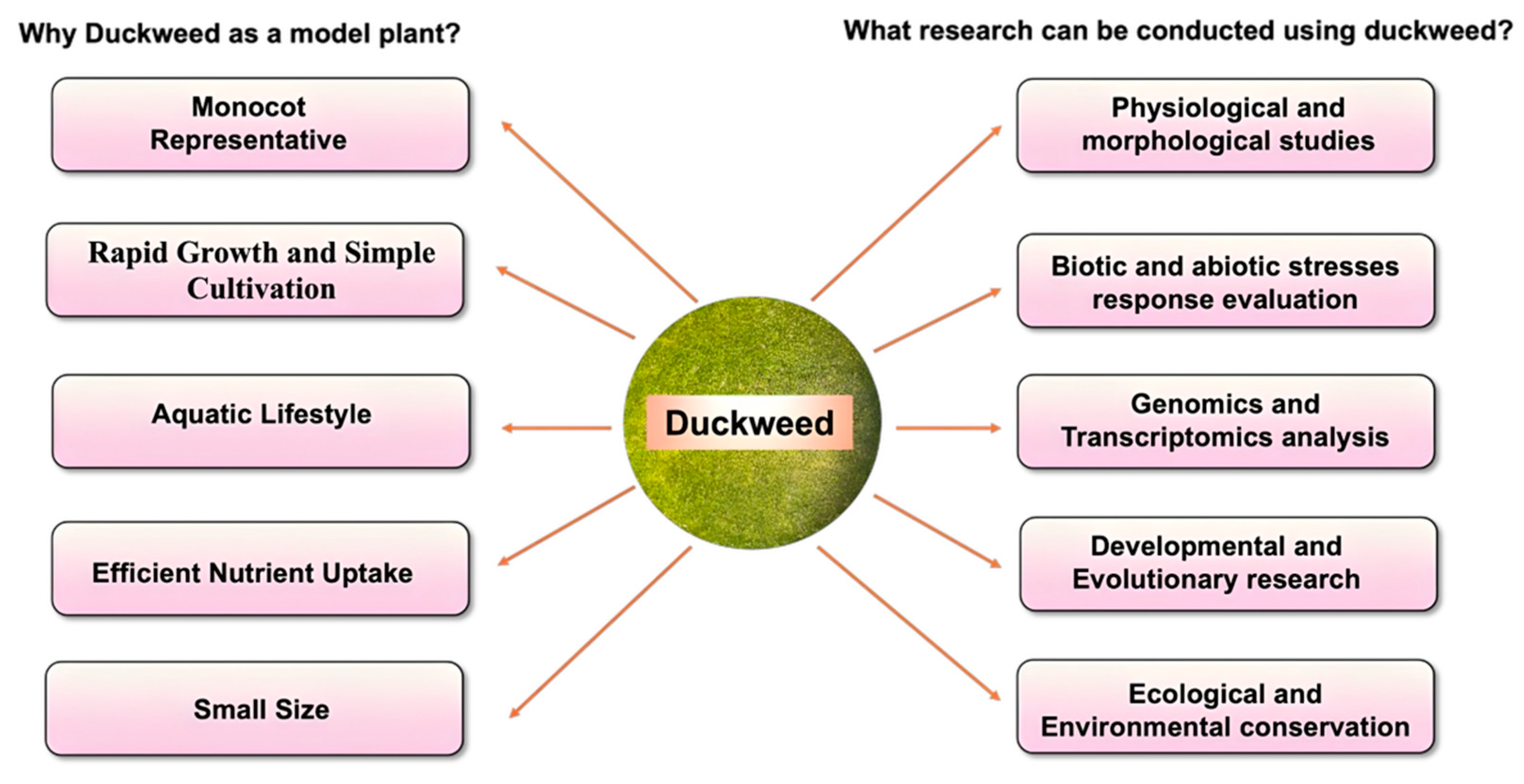 Biomolecules 14 00628 g001