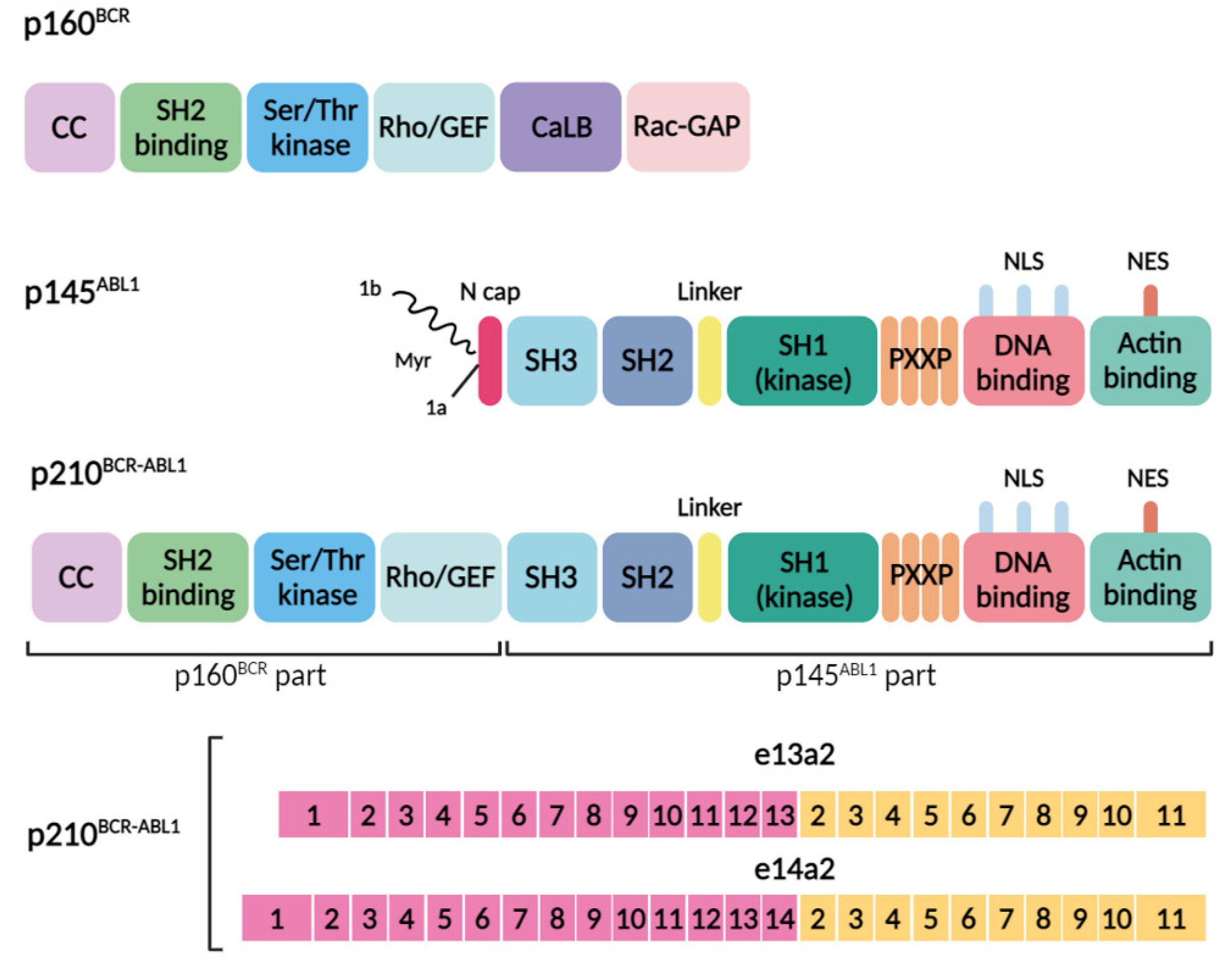 Biomolecules 14 00644 g001