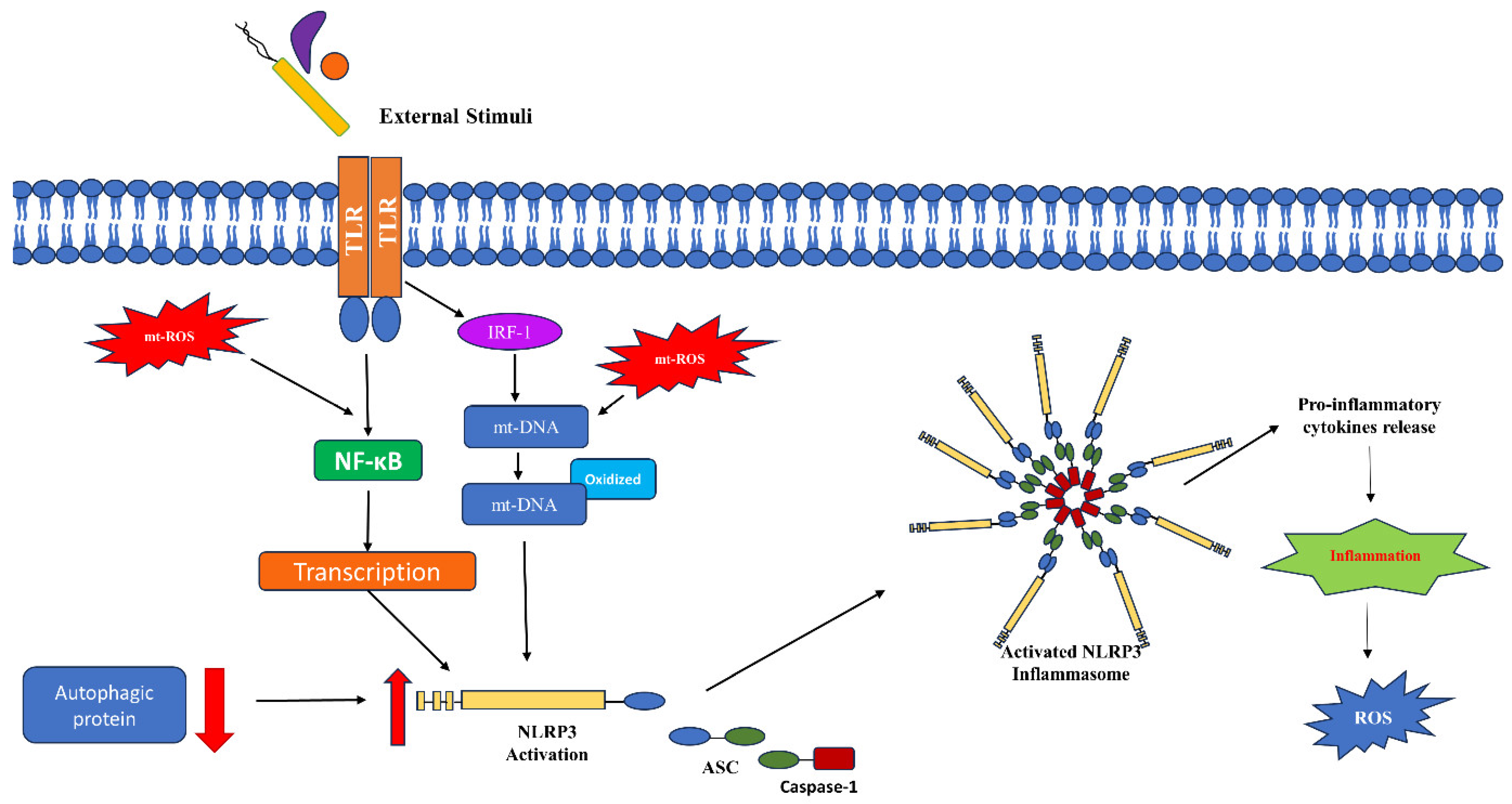 Biomolecules 14 00670 g004