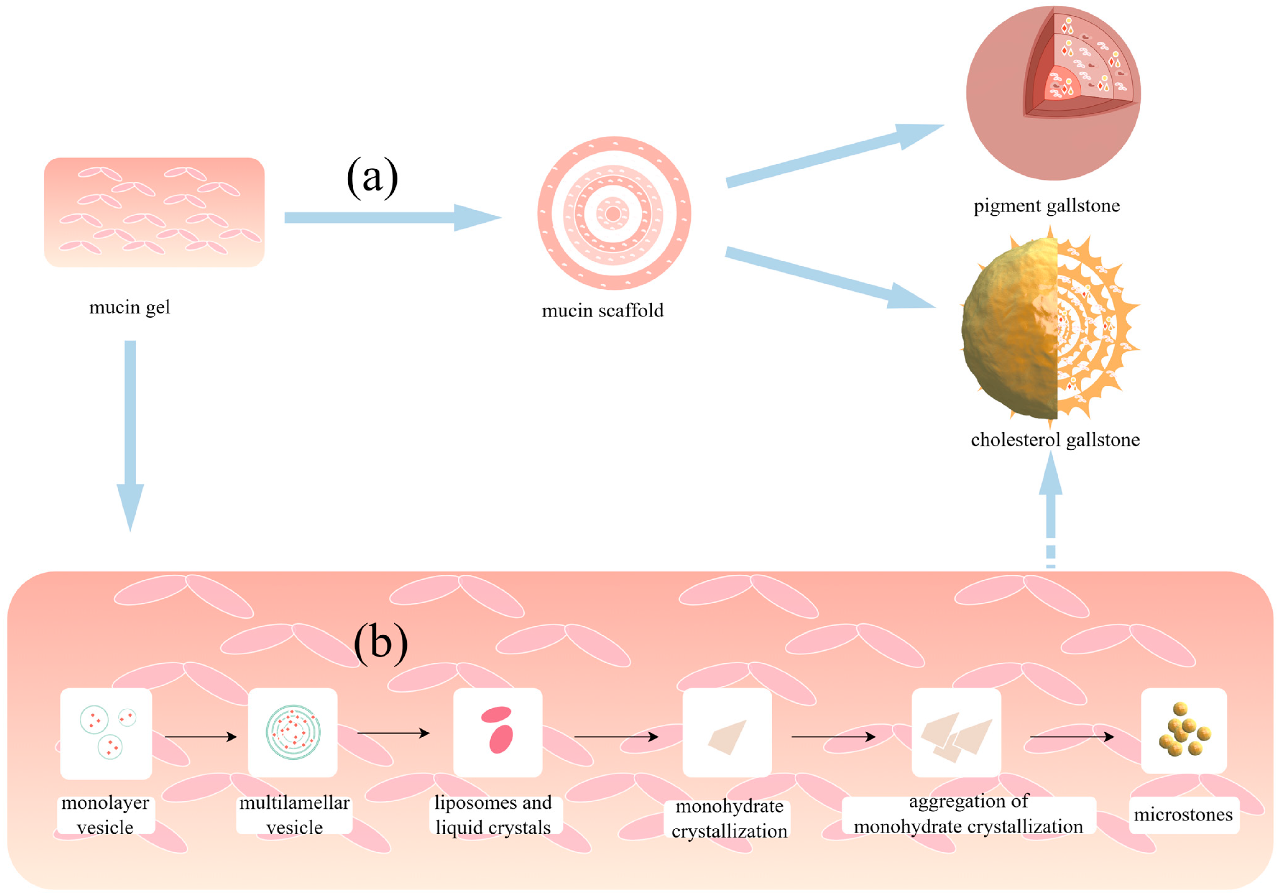 Biomolecules 14 00676 g002