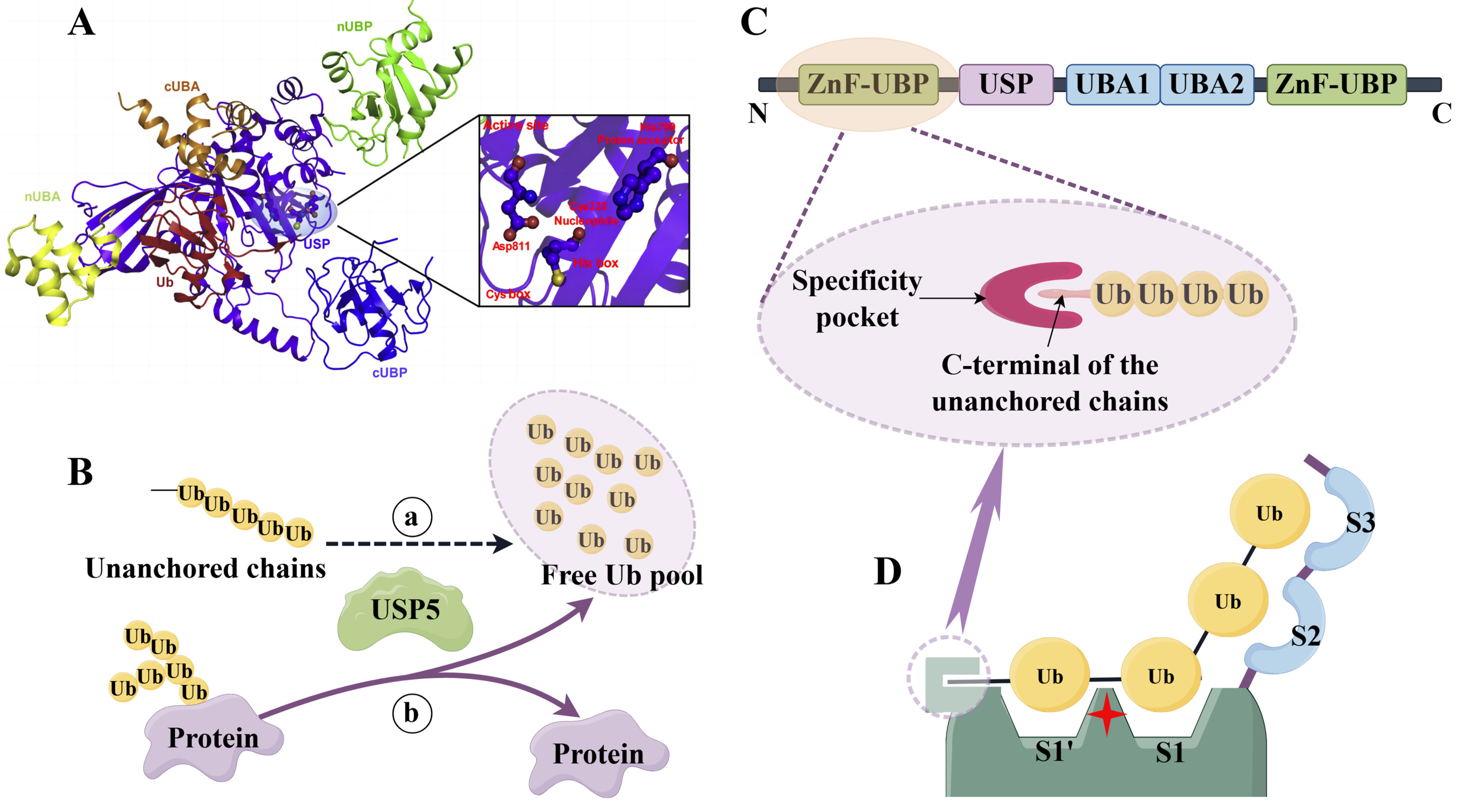 Biomolecules 14 00683 g001