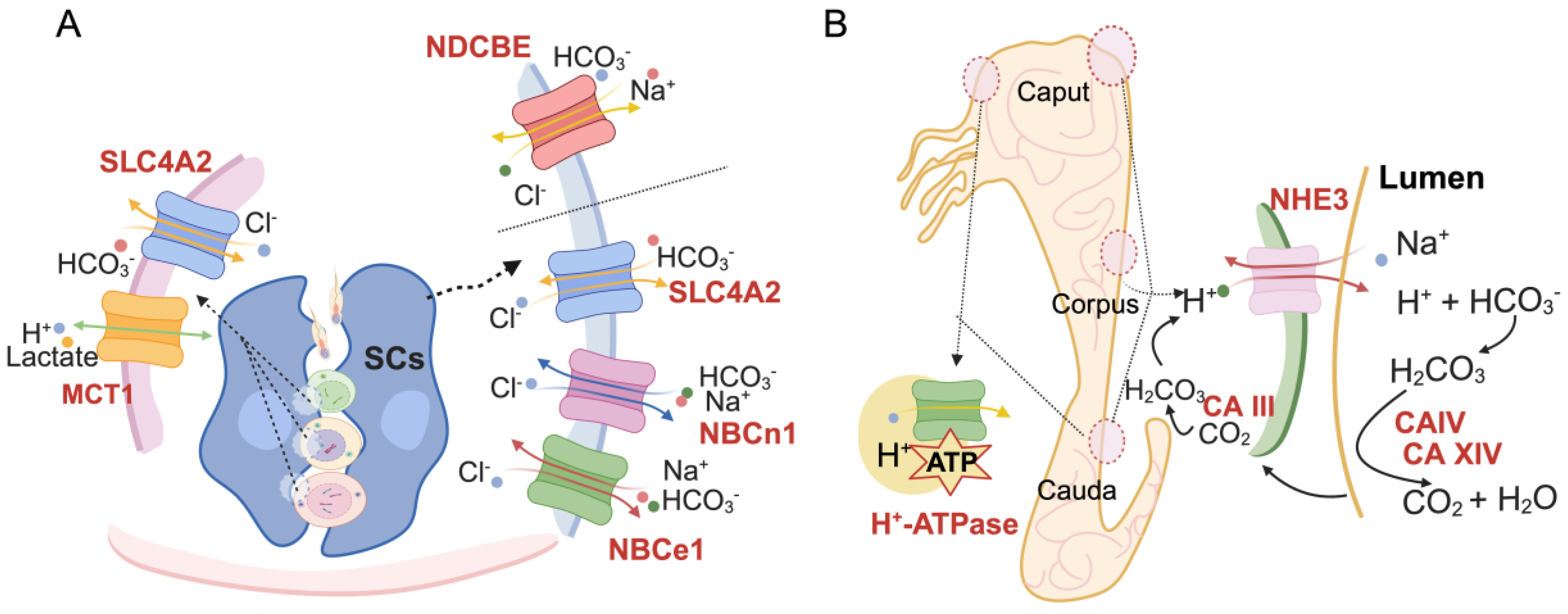 Biomolecules 14 00685 g002