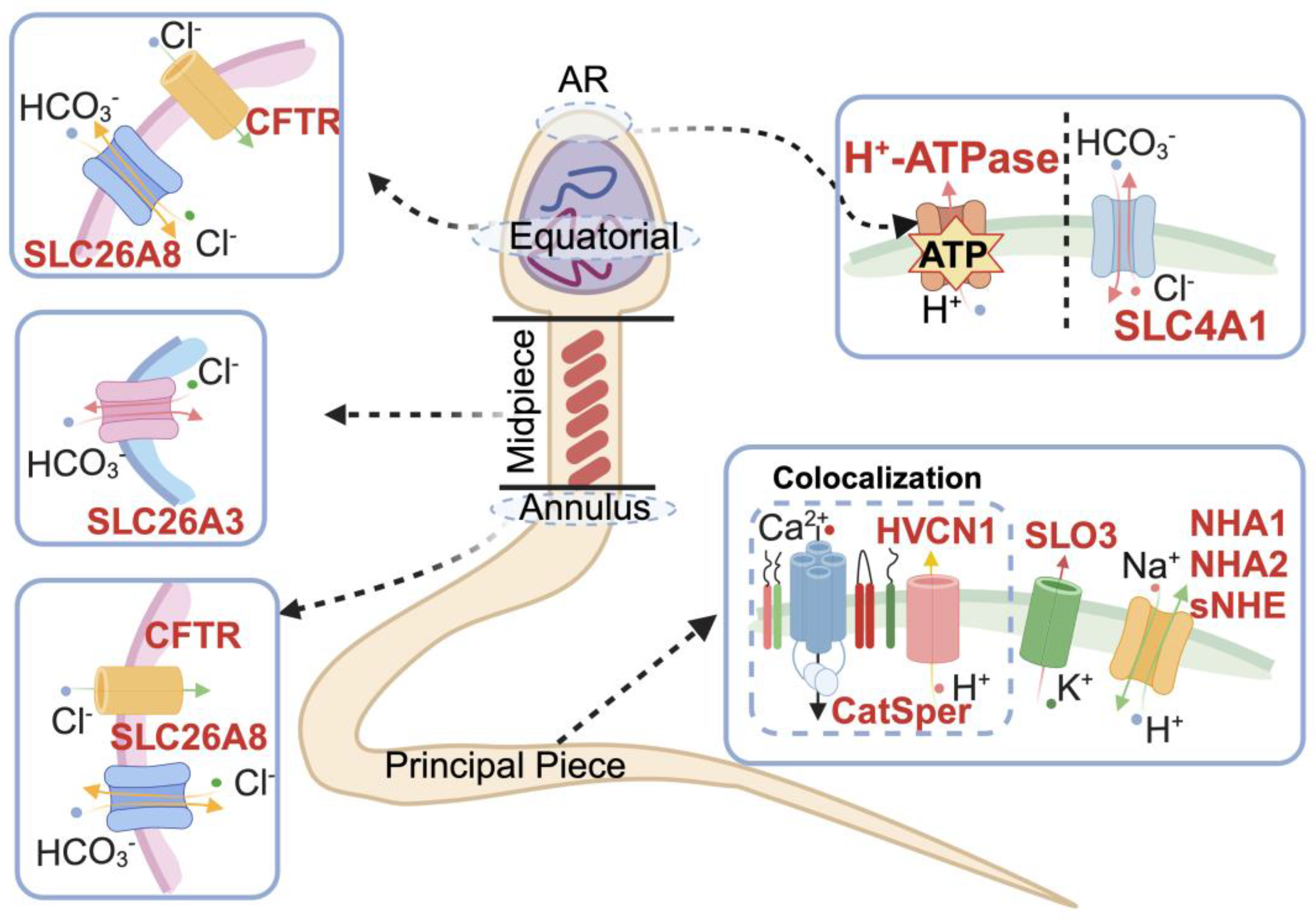 Biomolecules 14 00685 g003
