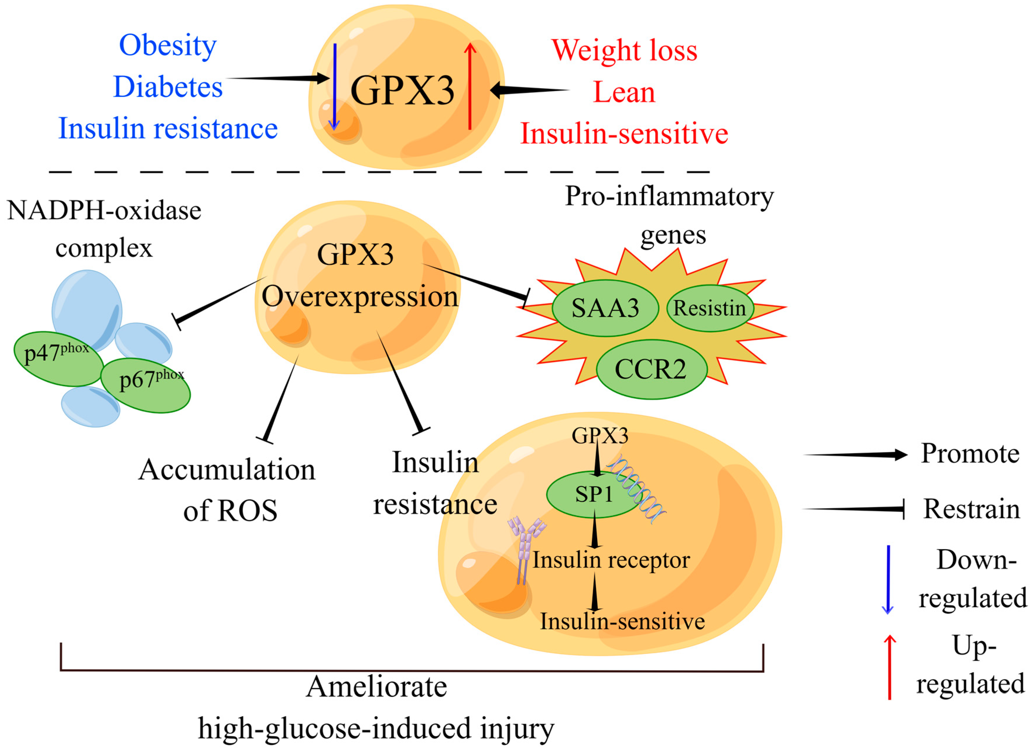 Biomolecules 14 00689 g005