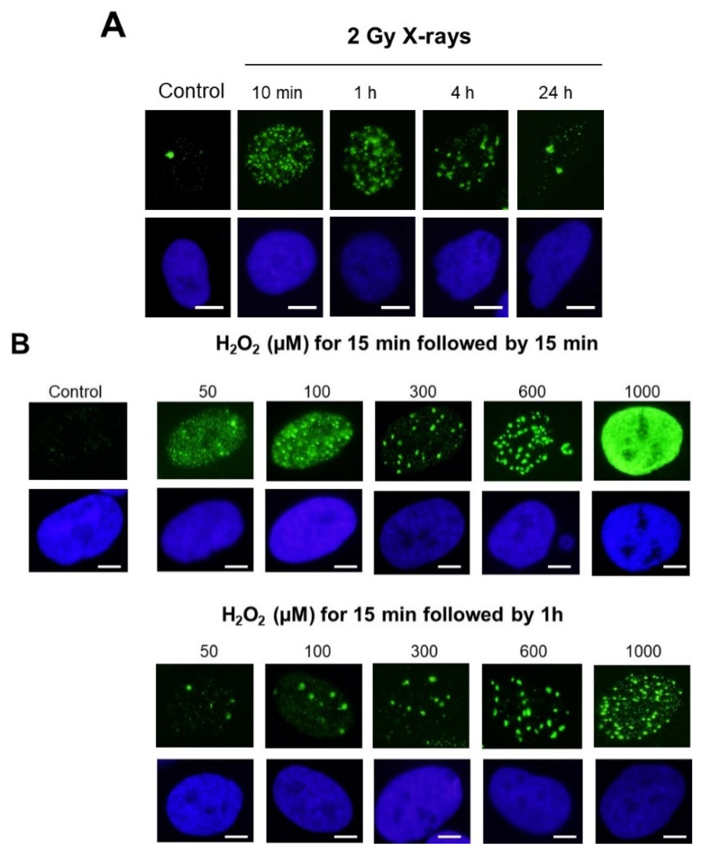 Biomolecules 14 00703 g003