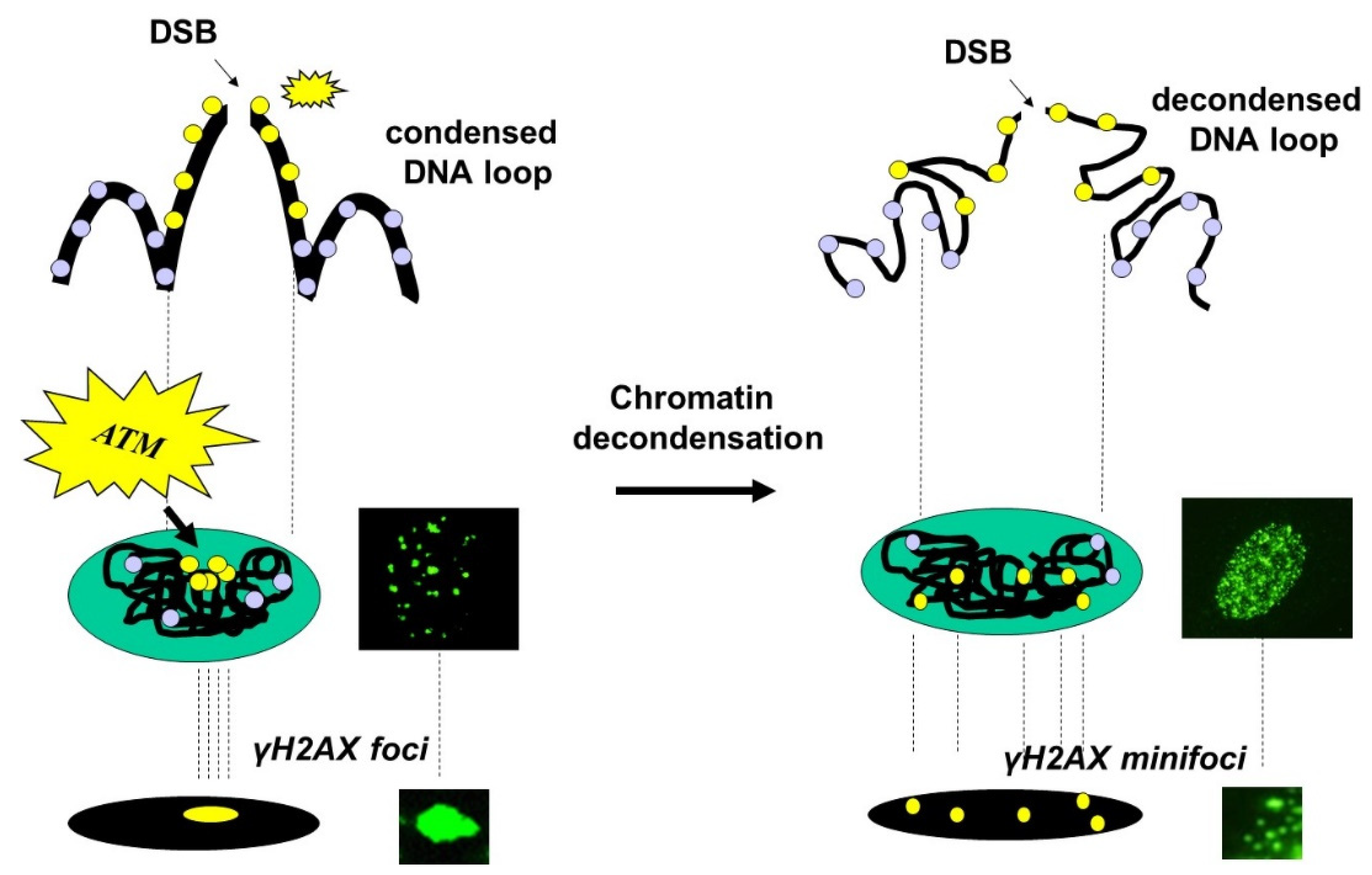 Biomolecules 14 00703 g006