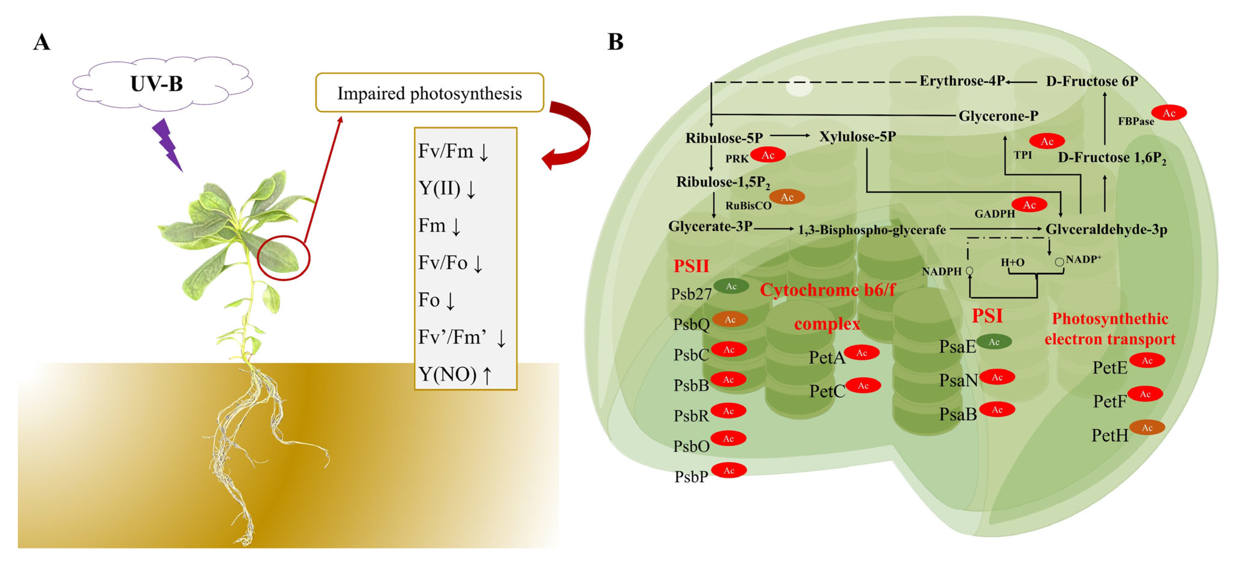 Biomolecules 14 00732 g007