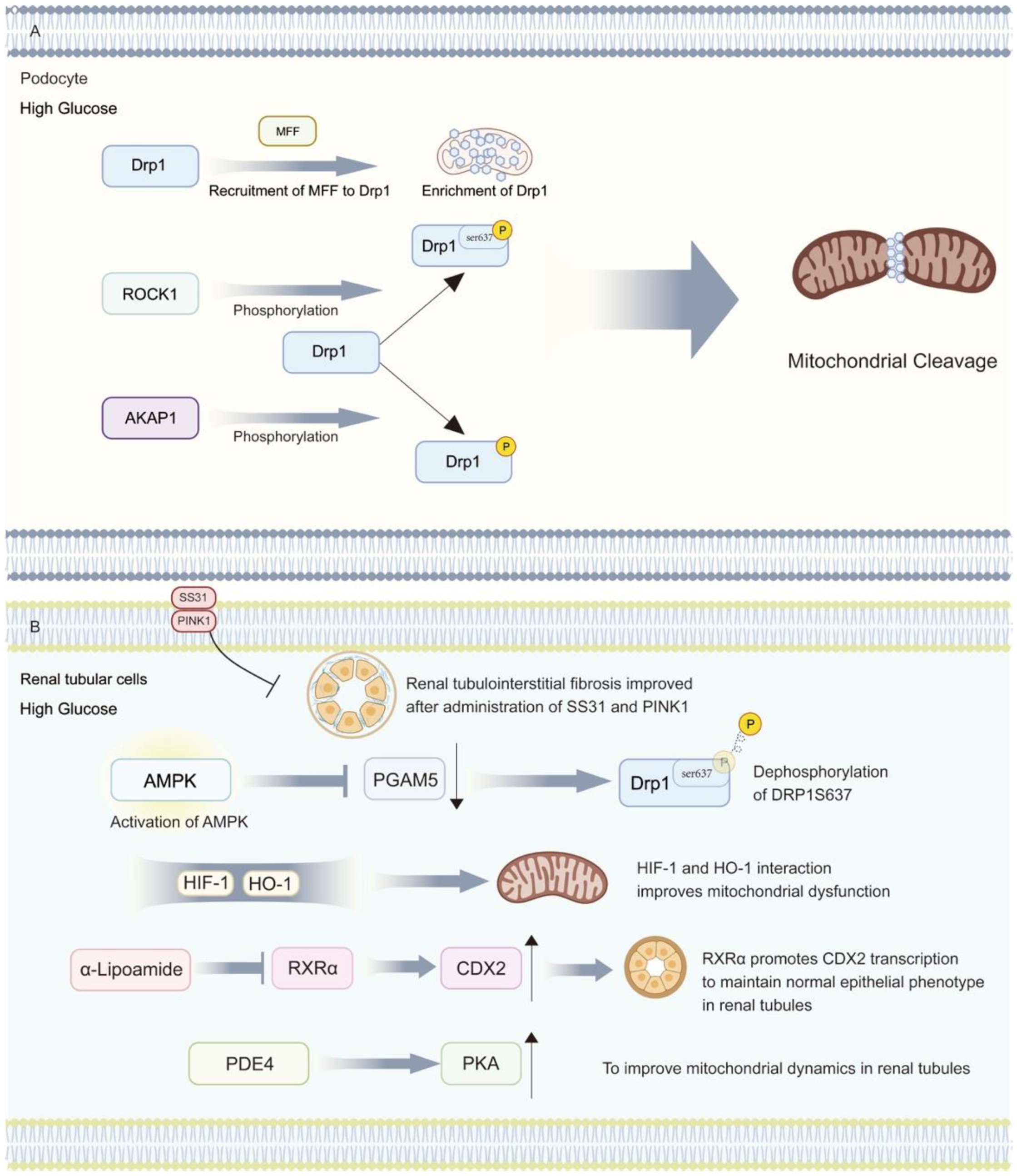 Biomolecules 14 00733 g003